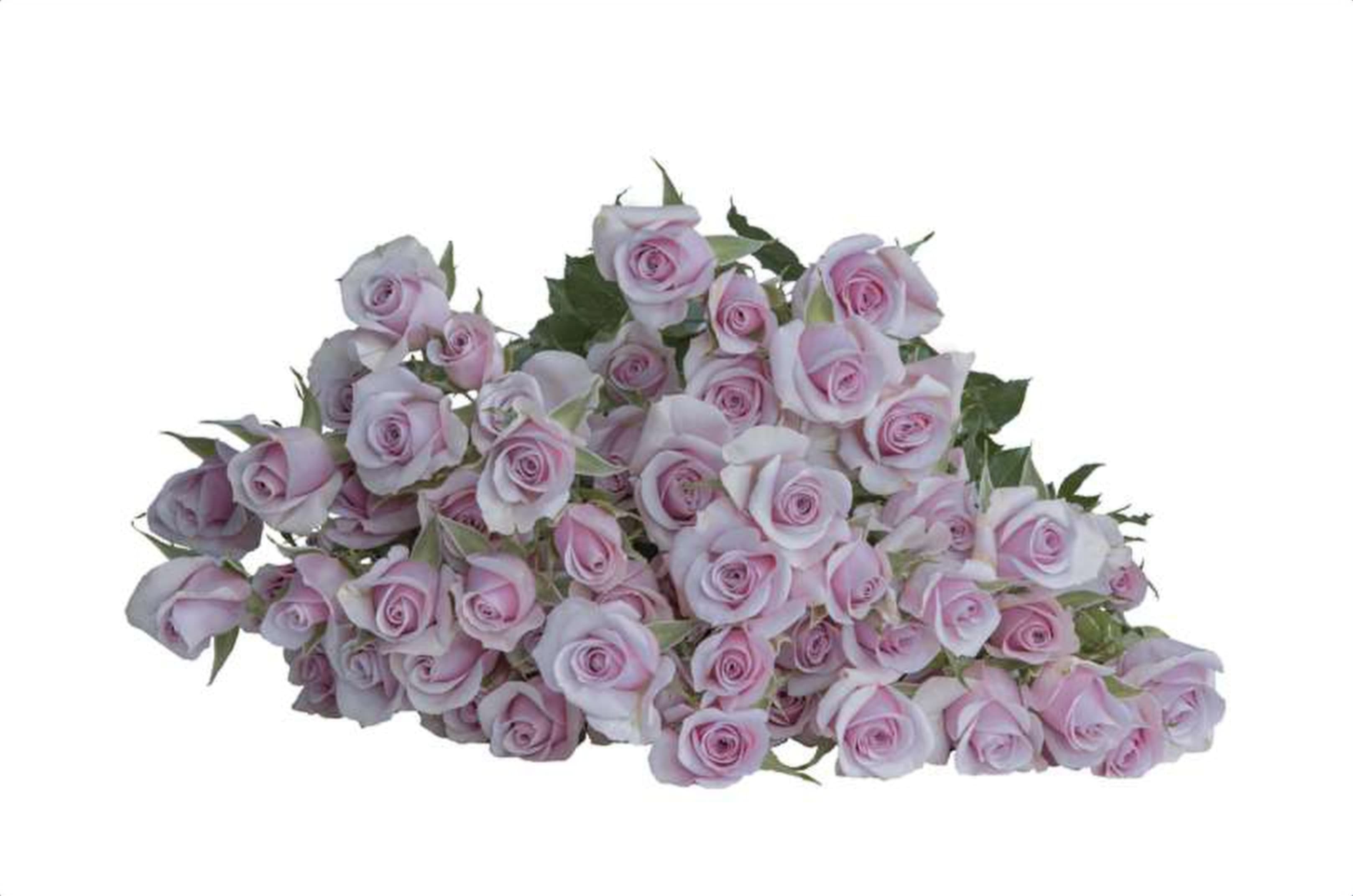 Leila, a lilac spray rose grown in Kenya for wholesale export