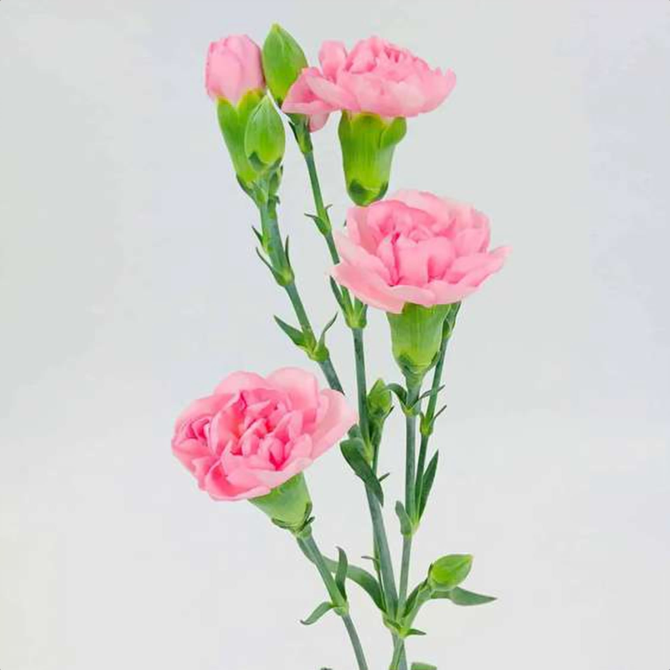 Light Pink Spray Carnation, a light pink spray carnation grown in Kenya for wholesale export