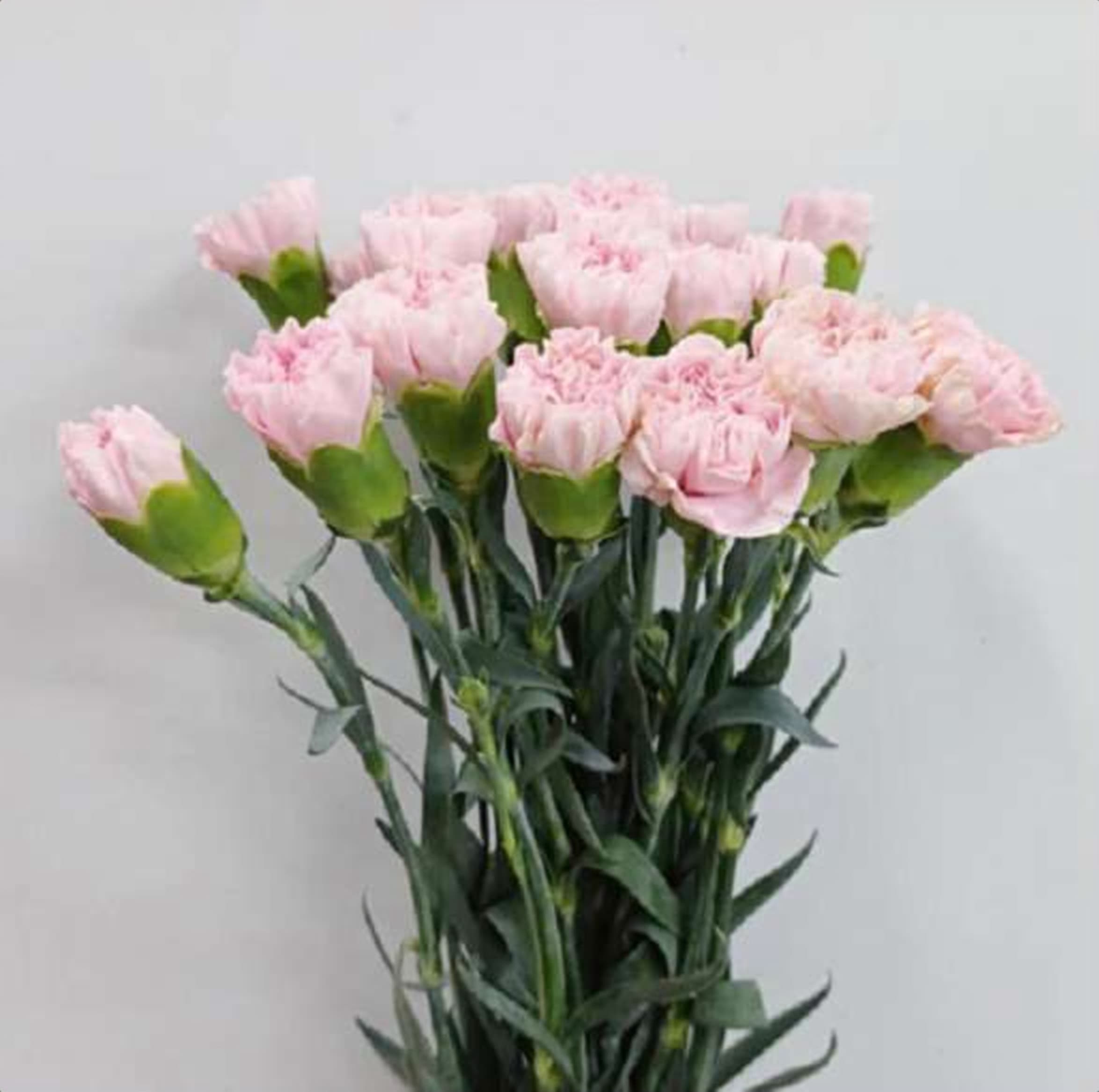 Light Pink Std Carnation, a light pink standard carnation grown in Kenya for wholesale export