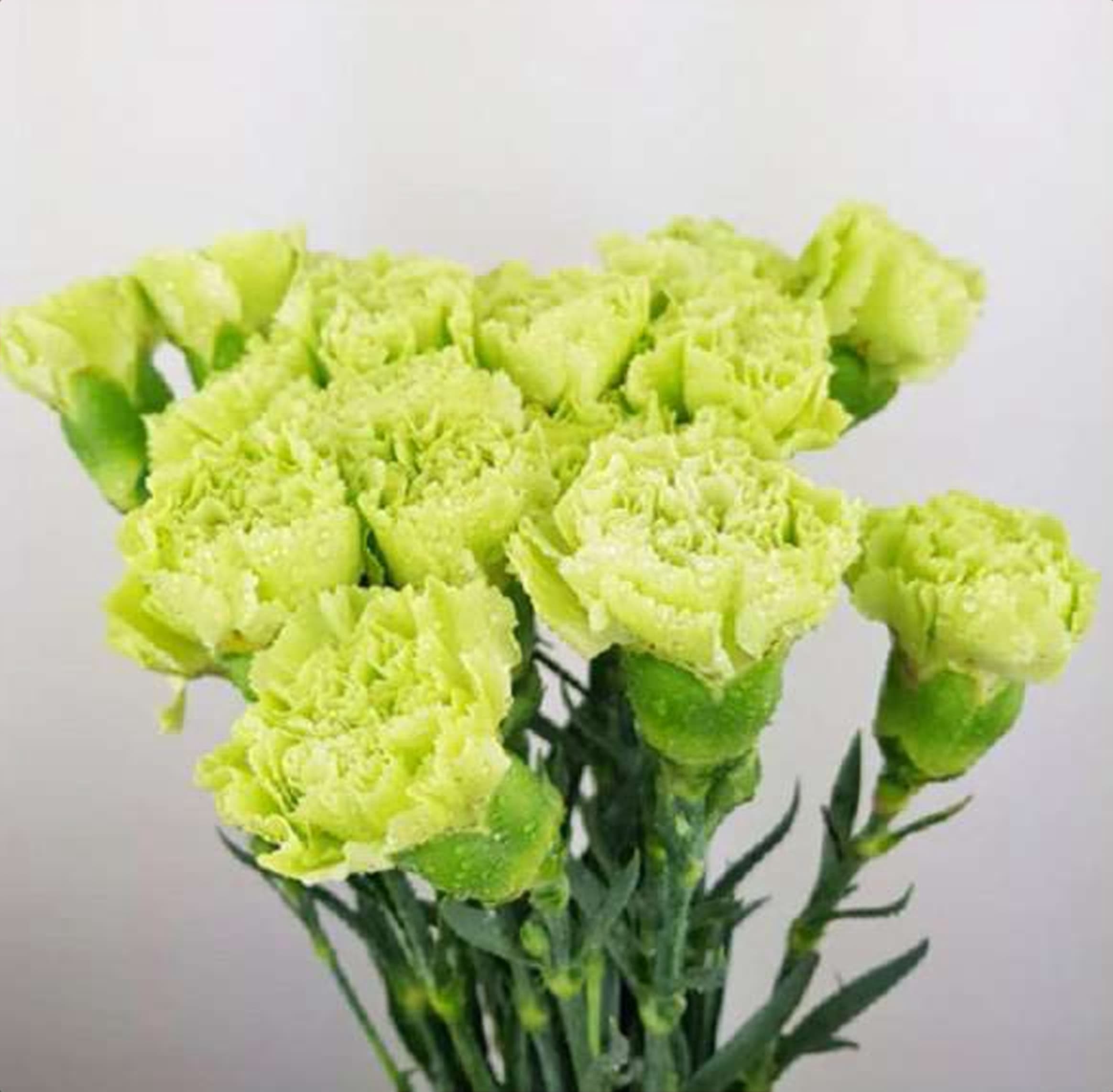 Lime Green Std Carnation, a lime green standard carnation grown in Kenya for wholesale export
