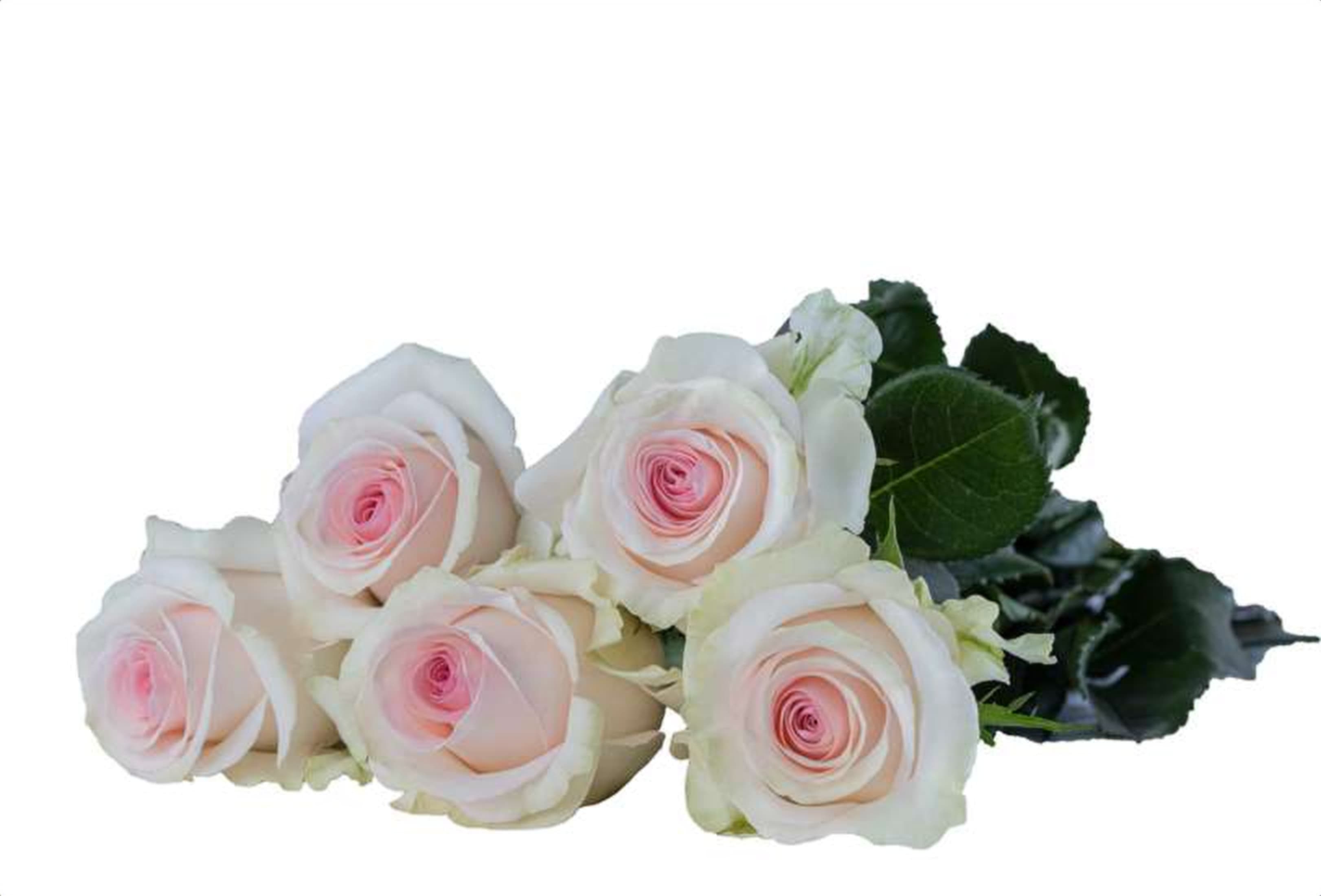 Lorreane, a baby pink single-head rose grown in Kenya for wholesale export