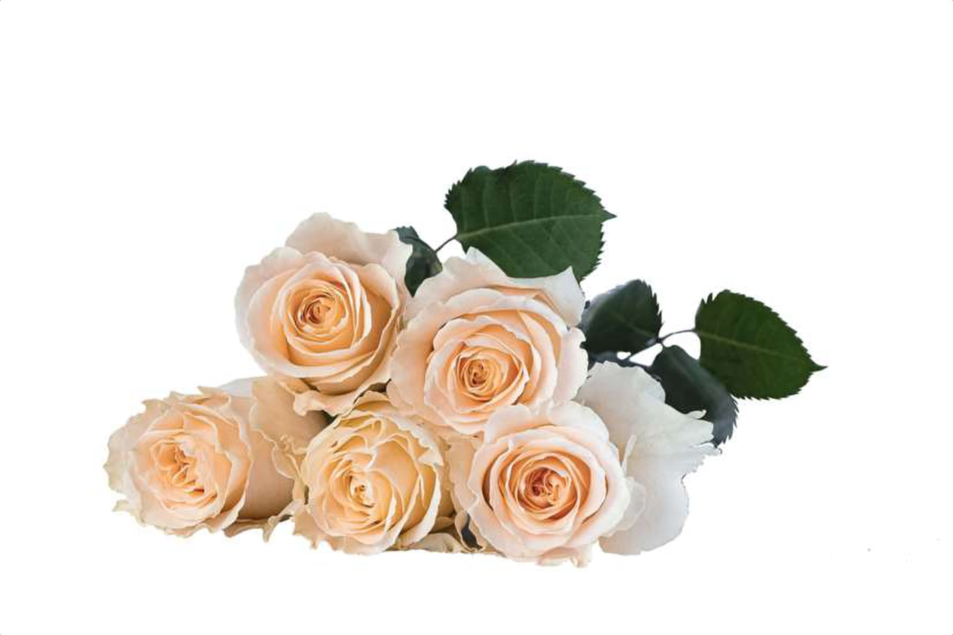 Lovely Peach, a peach single-head rose grown in Kenya for wholesale export