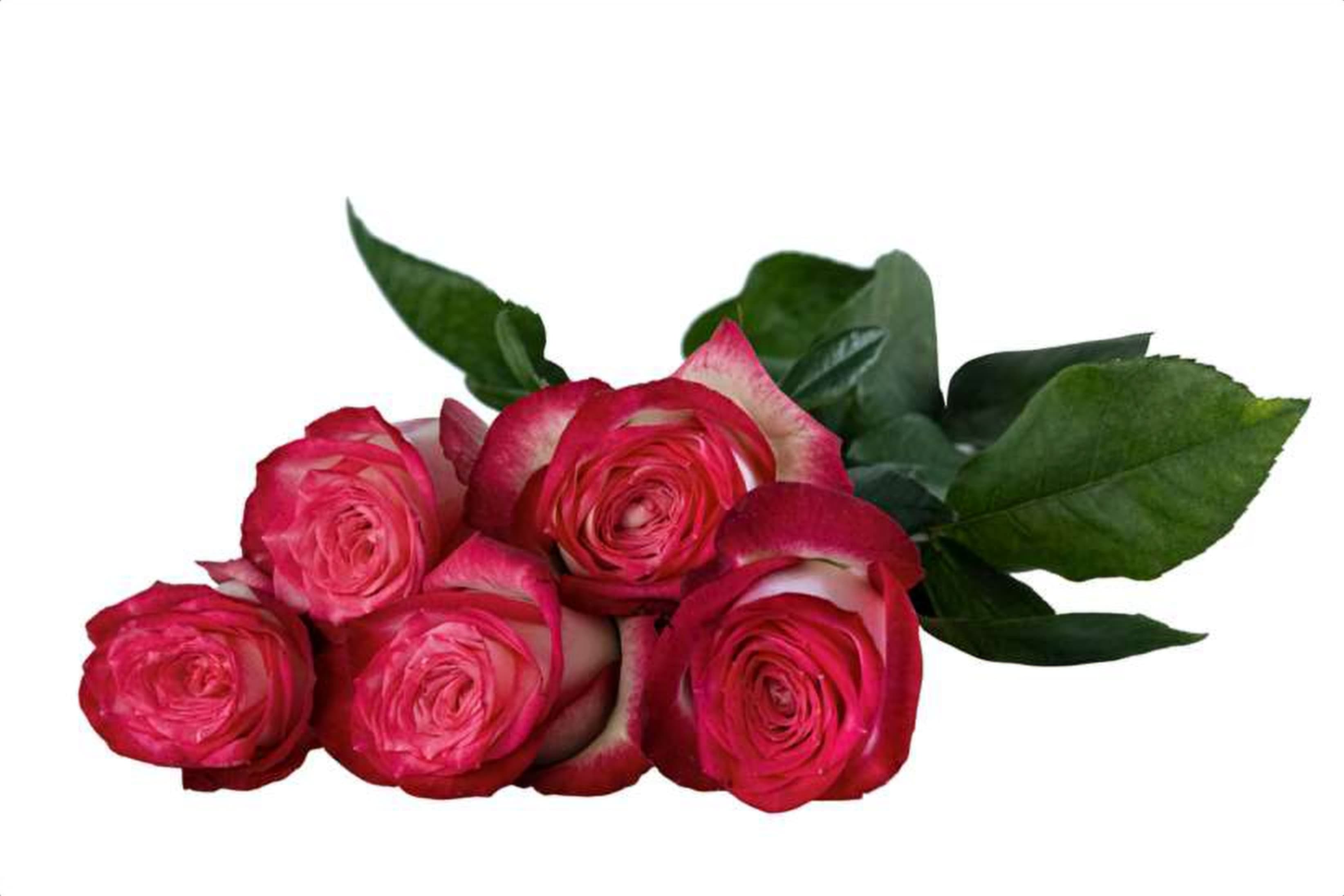 LovelyFairy, a bi color red single-head rose grown in Kenya for wholesale export