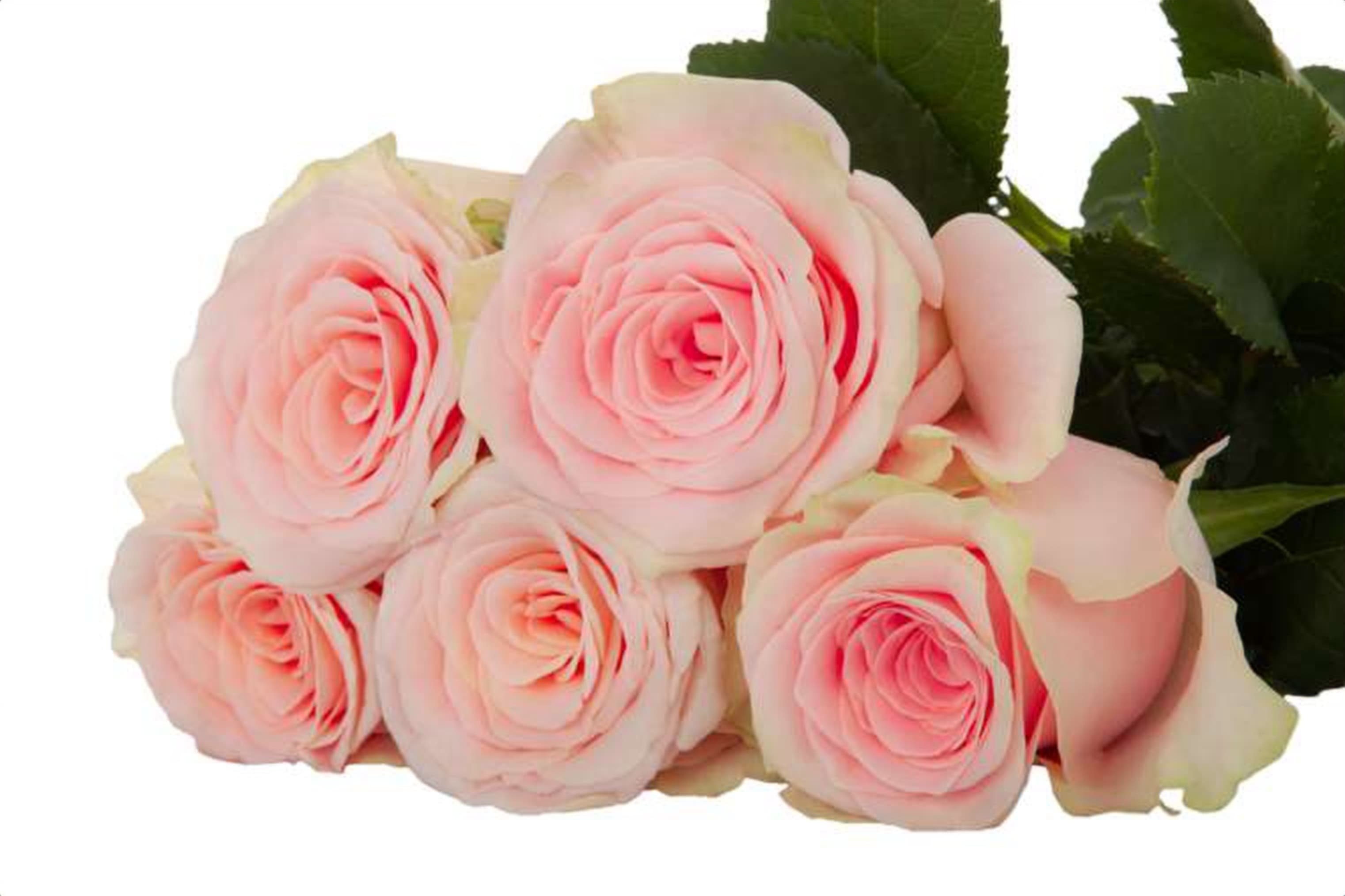 Lupita, a baby pink single-head rose grown in Kenya for wholesale export