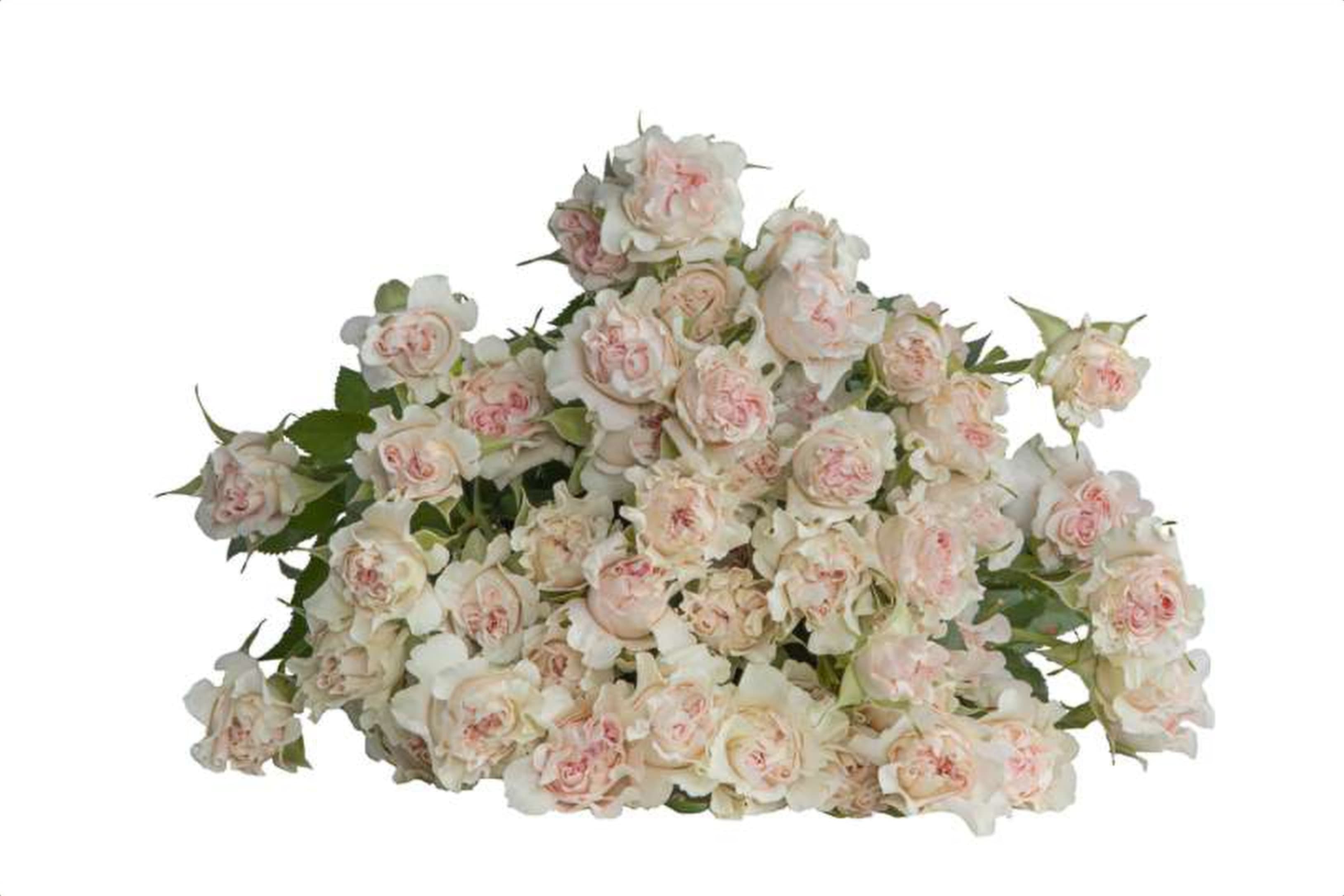 Luv, a bi color cream spray rose grown in Kenya for wholesale export