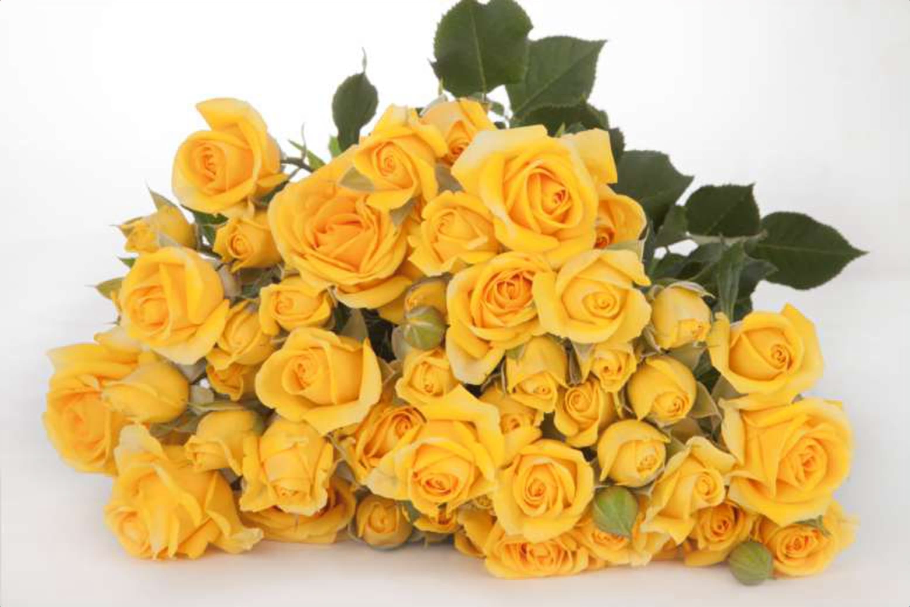Marisa, a yellow spray rose grown in Kenya for wholesale export