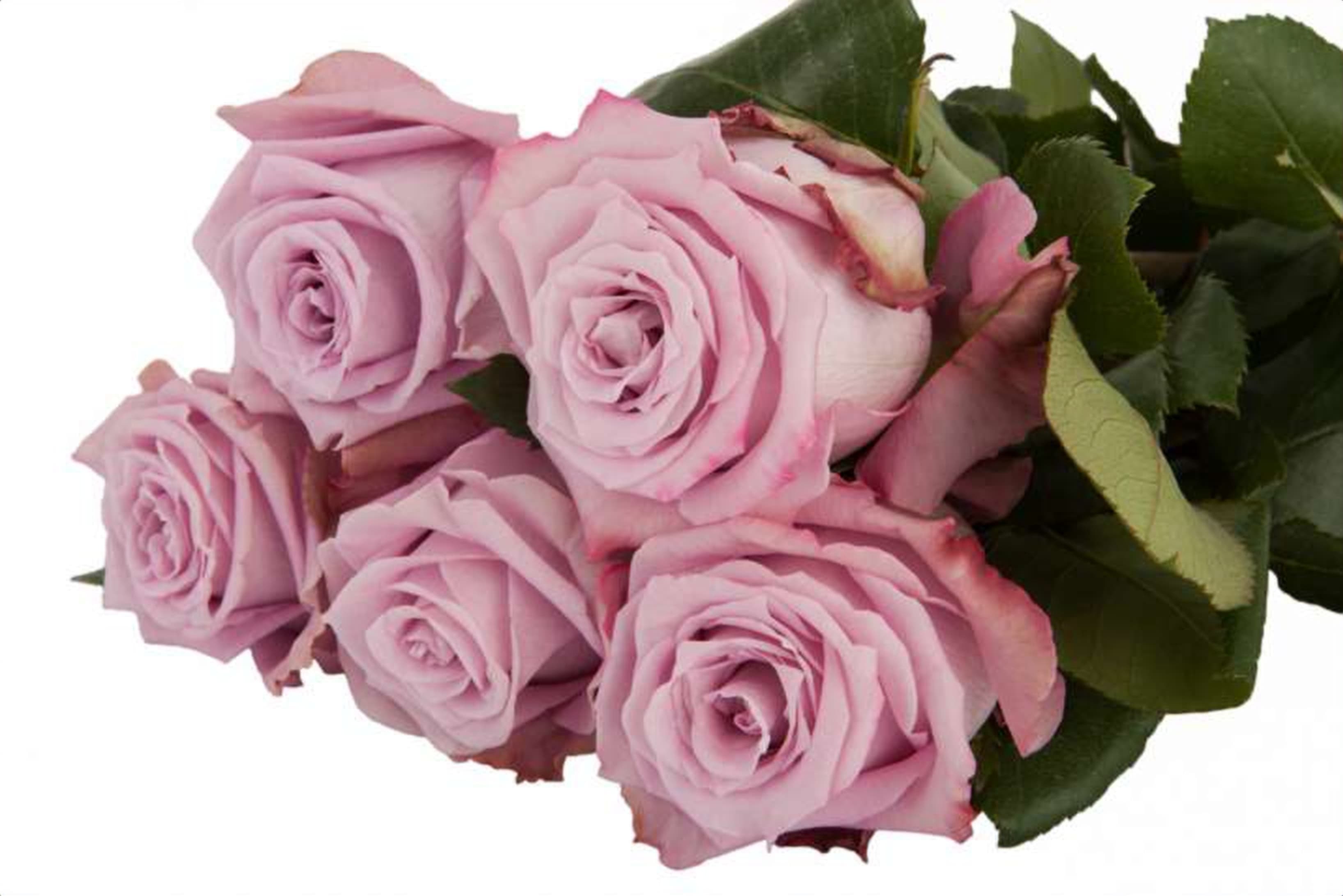 Maritim, a purple single-head rose grown in Kenya for wholesale export