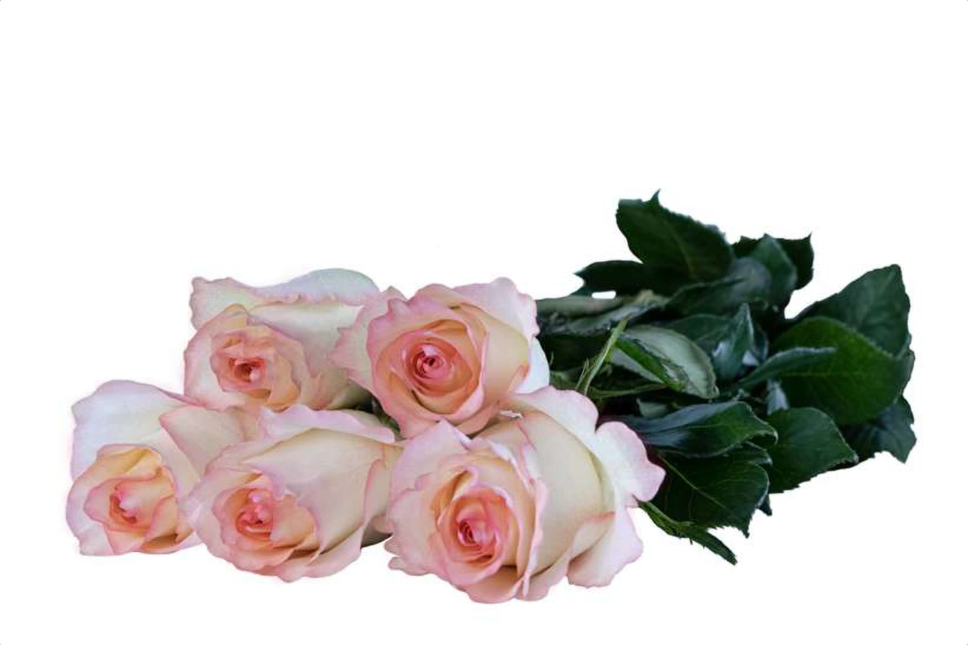 Maya, a bi color white single-head rose grown in Kenya for wholesale export