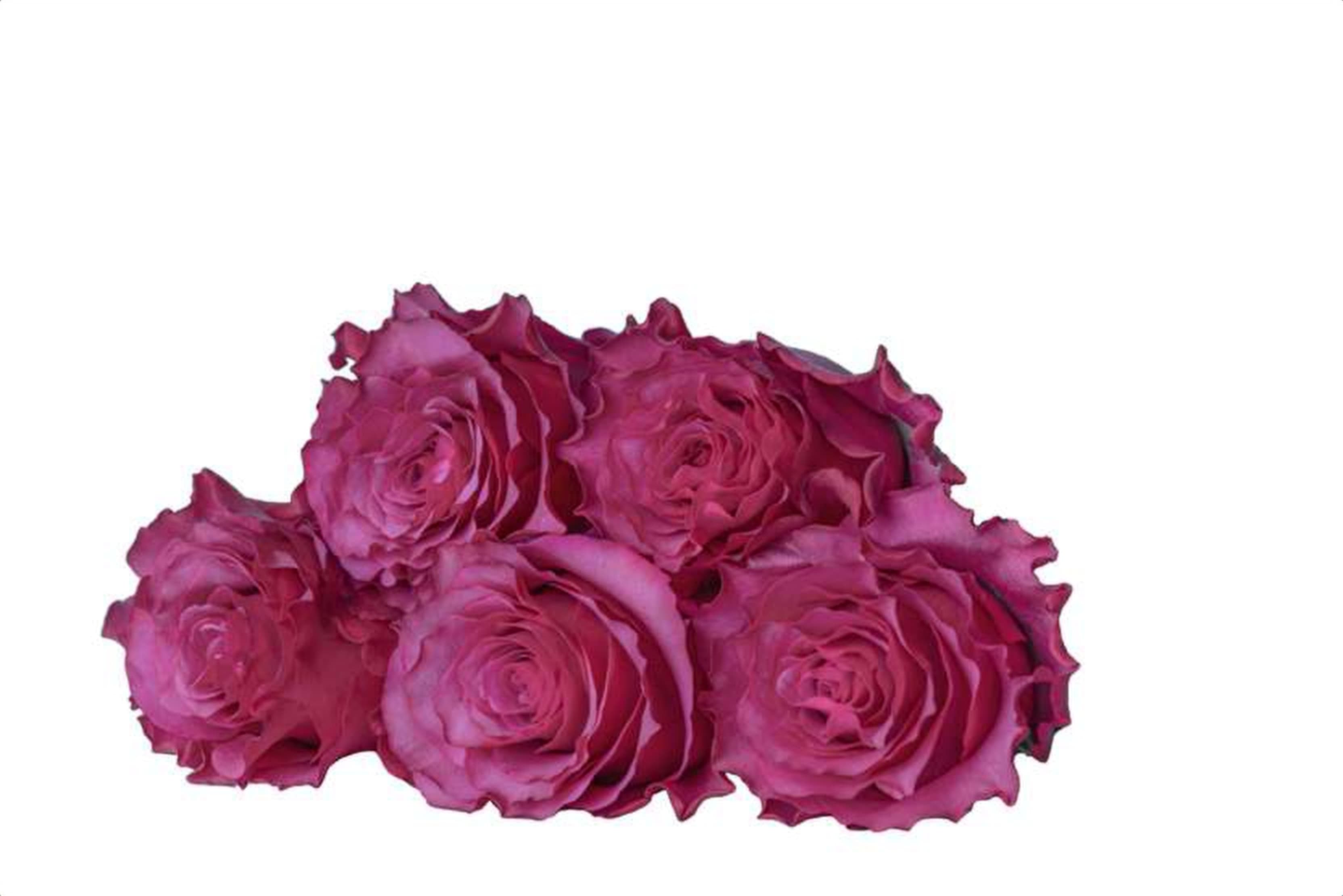 Meli, a pink single-head rose grown in Kenya for wholesale export