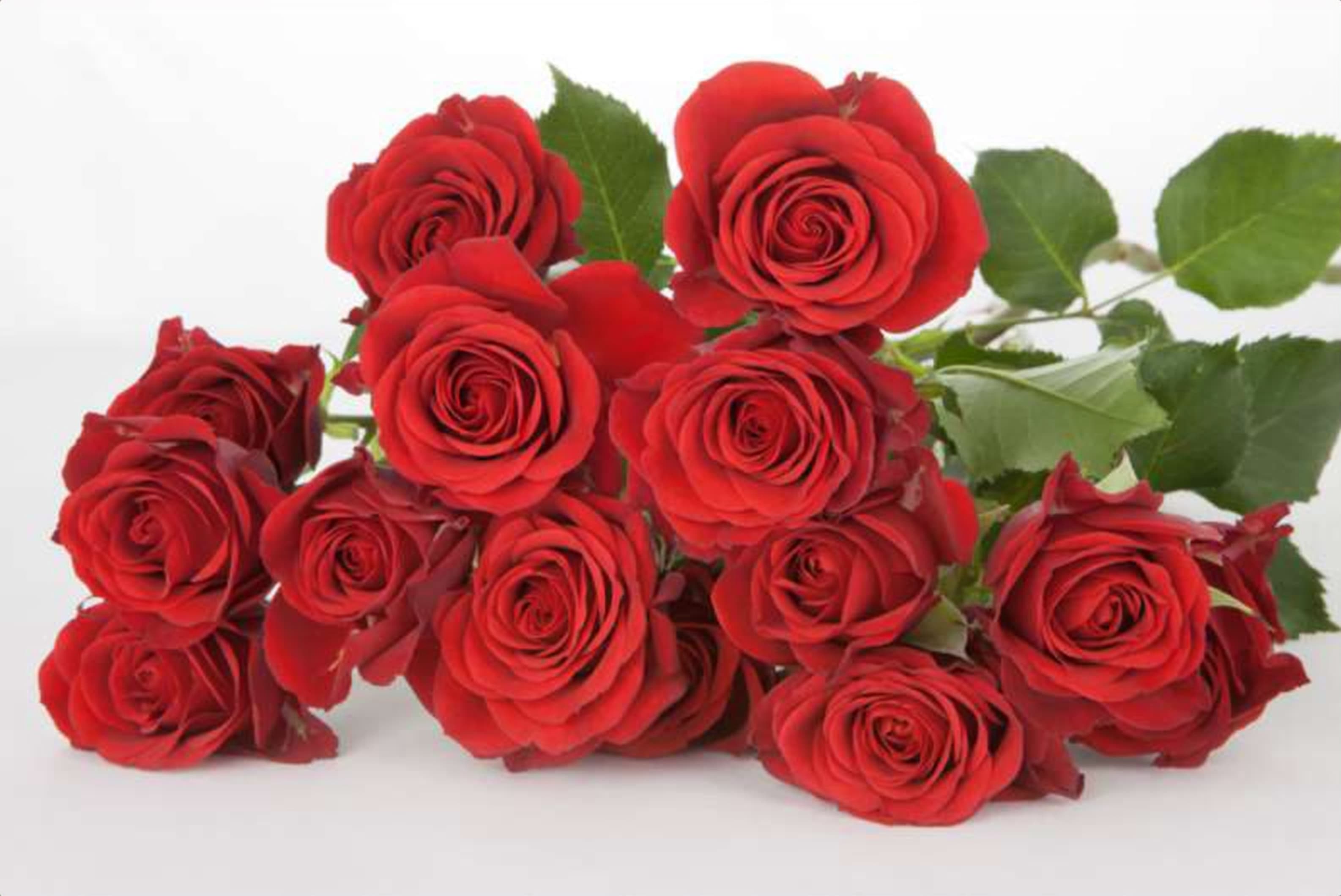 Mirabel, a bi color red spray rose grown in Kenya for wholesale export