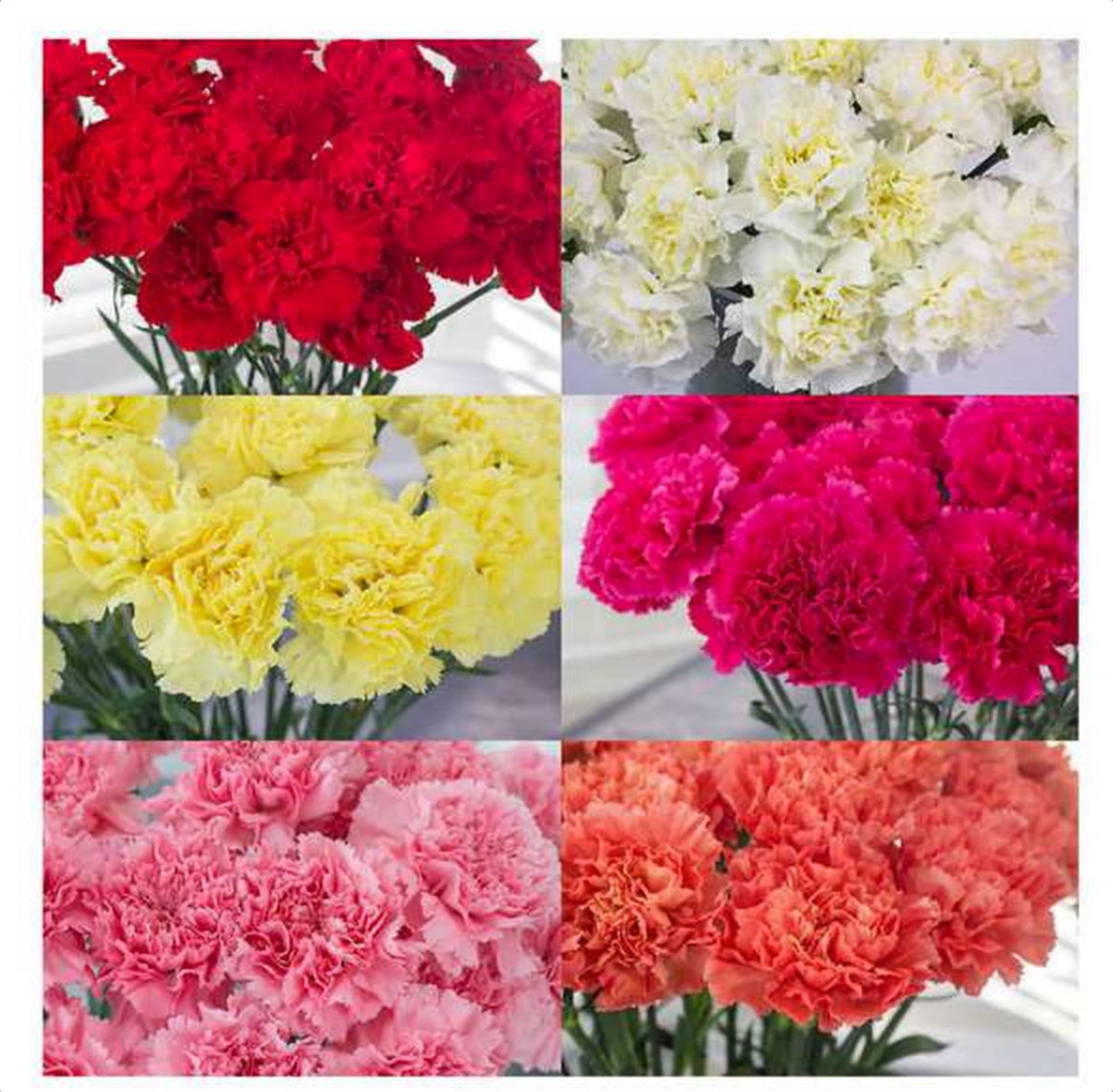 Mix Color Std Carnation, a mix color standard carnation grown in Kenya for wholesale export
