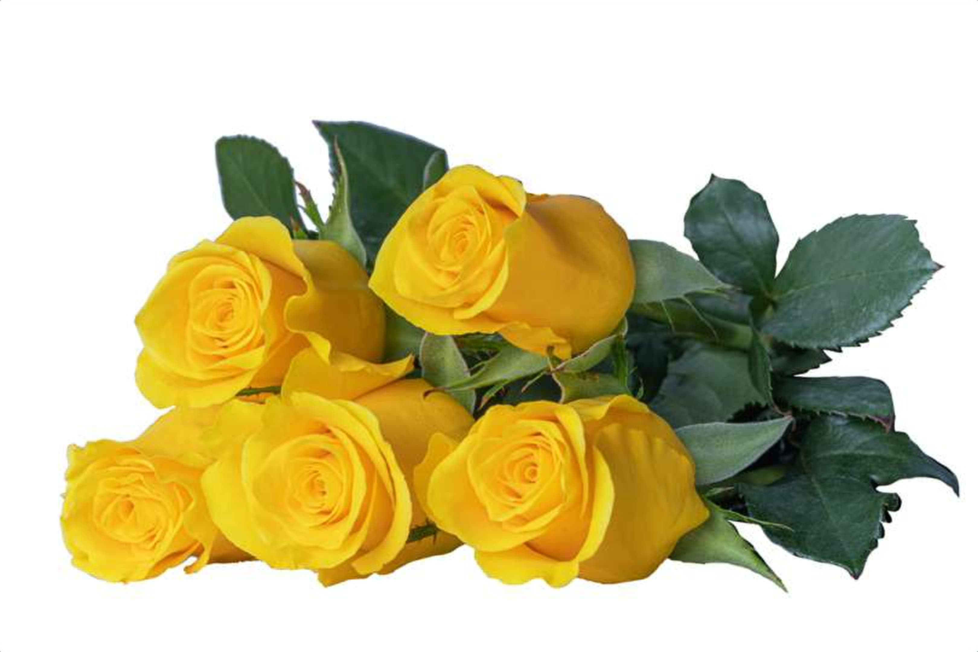 Momentum, a yellow single-head rose grown in Kenya for wholesale export