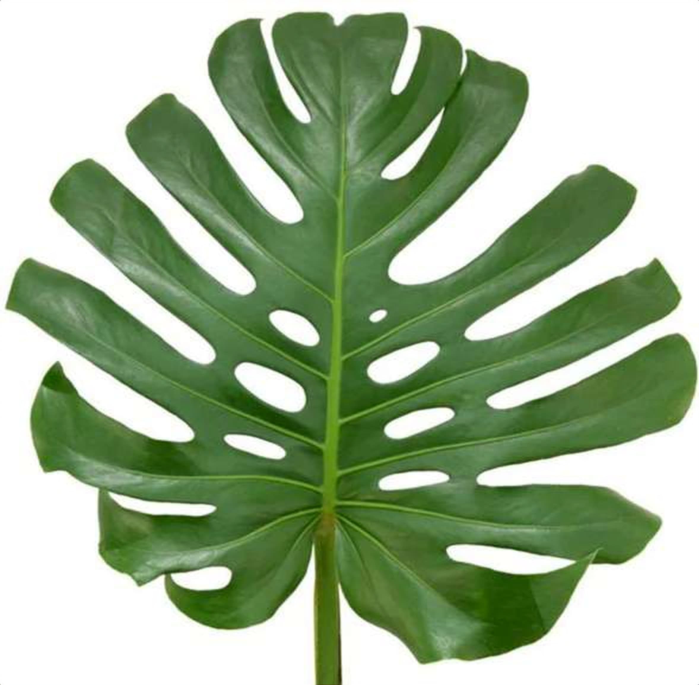 Monstera Leaf, a green foliage grown in Kenya for wholesale export