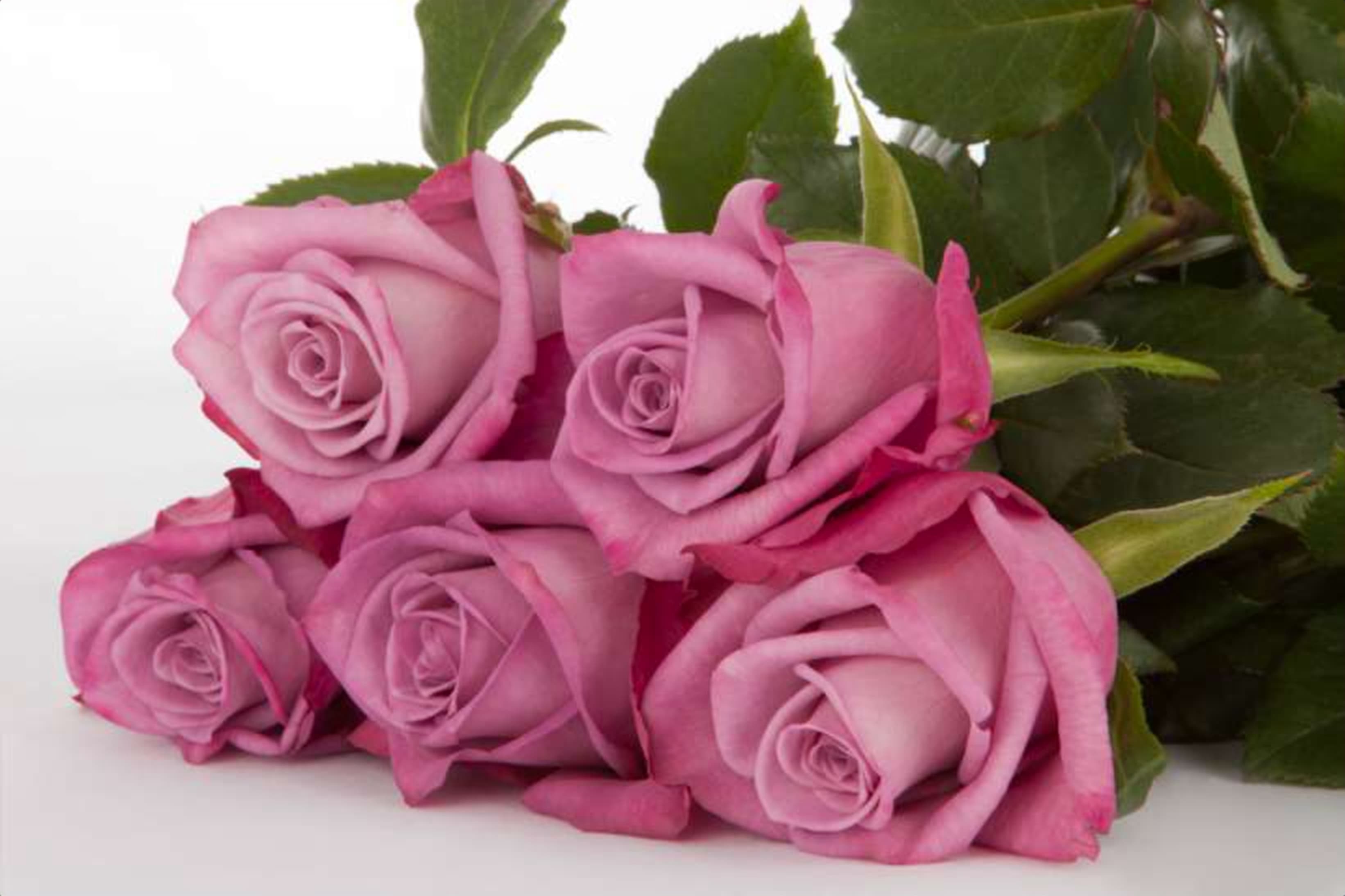 Moody Blues, a purple single-head rose grown in Kenya for wholesale export