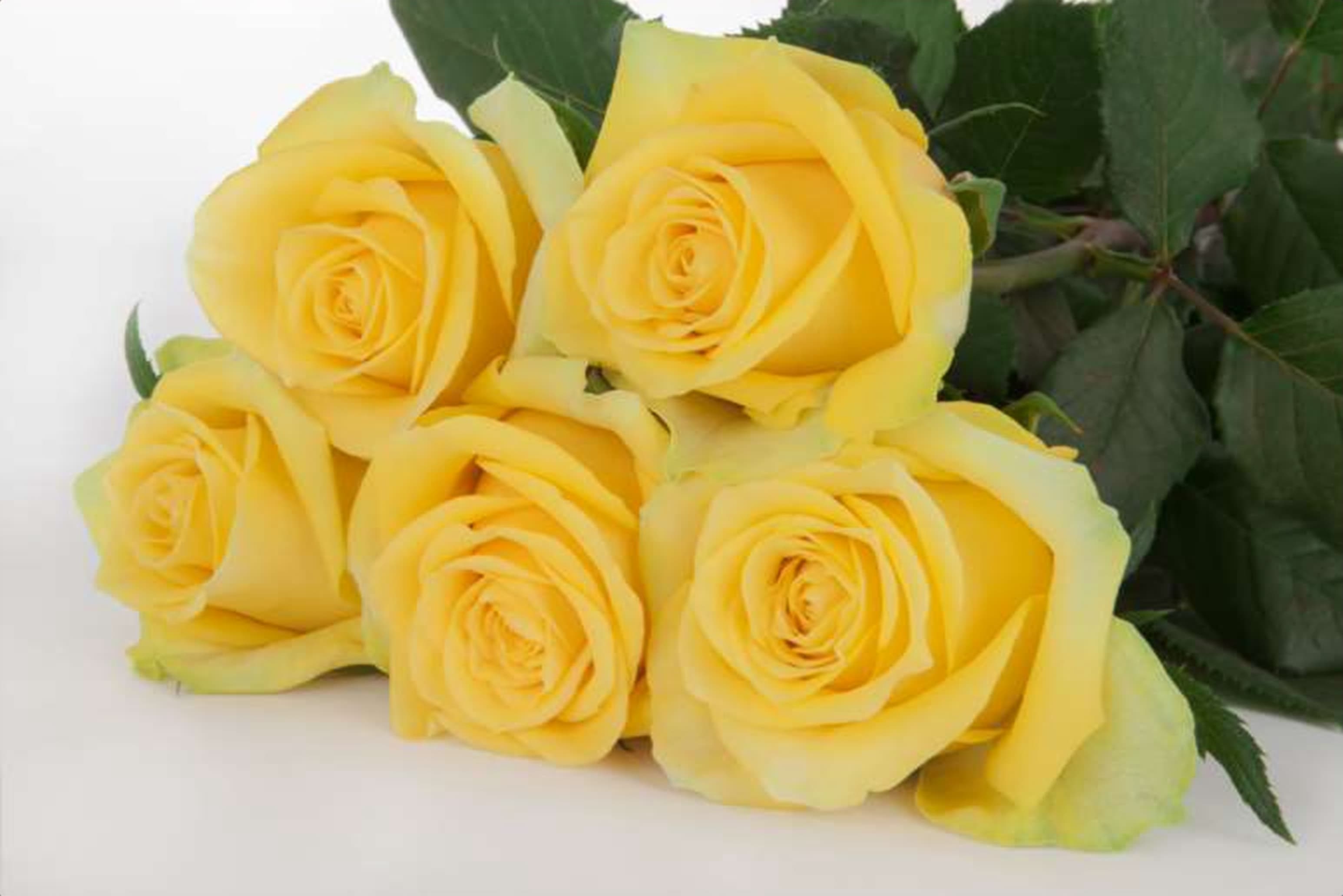 Moon Walk, a yellow single-head rose grown in Kenya for wholesale export