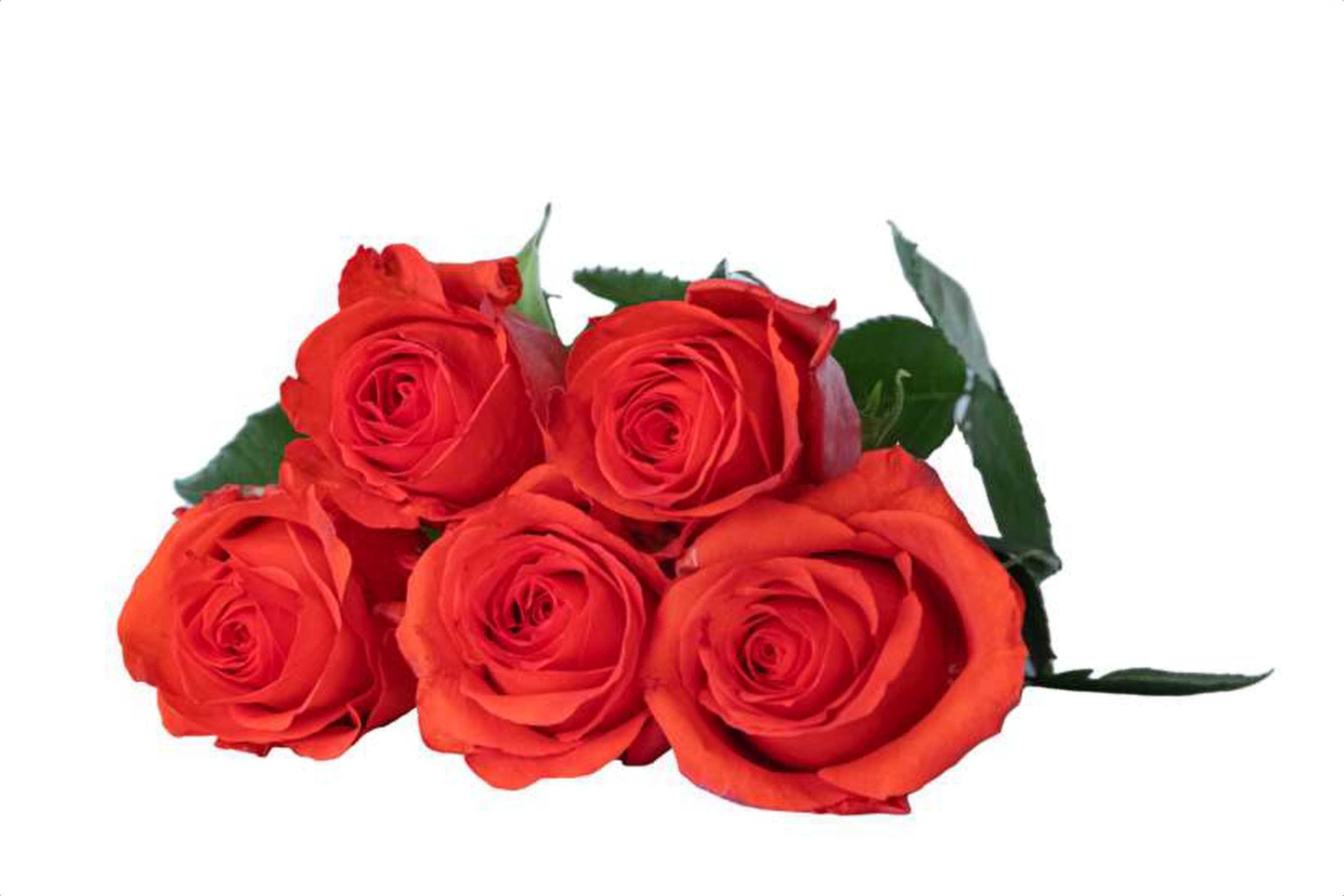 Nassue, a orange single-head rose grown in Kenya for wholesale export