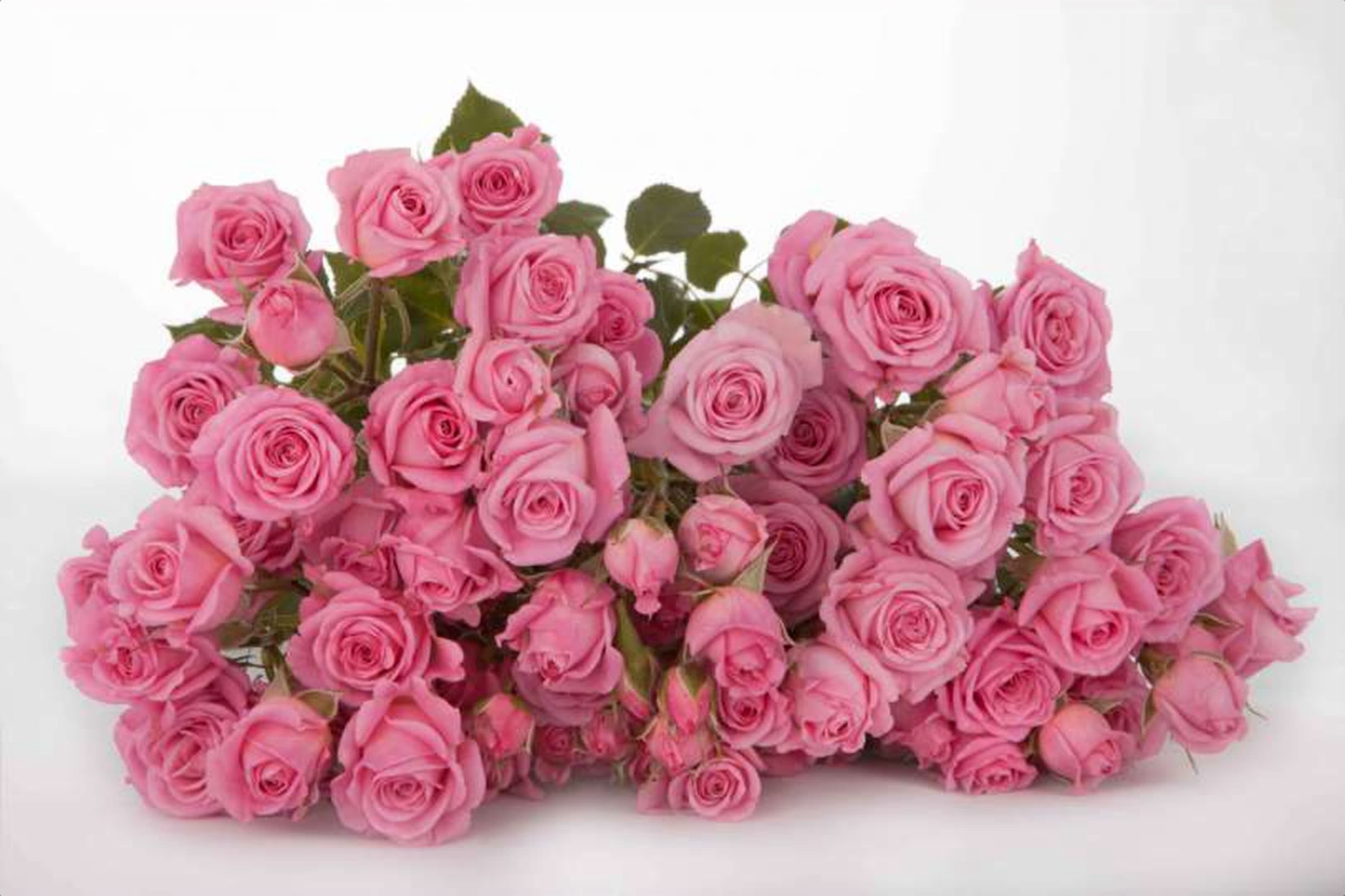 Nathalie, a baby pink spray rose grown in Kenya for wholesale export