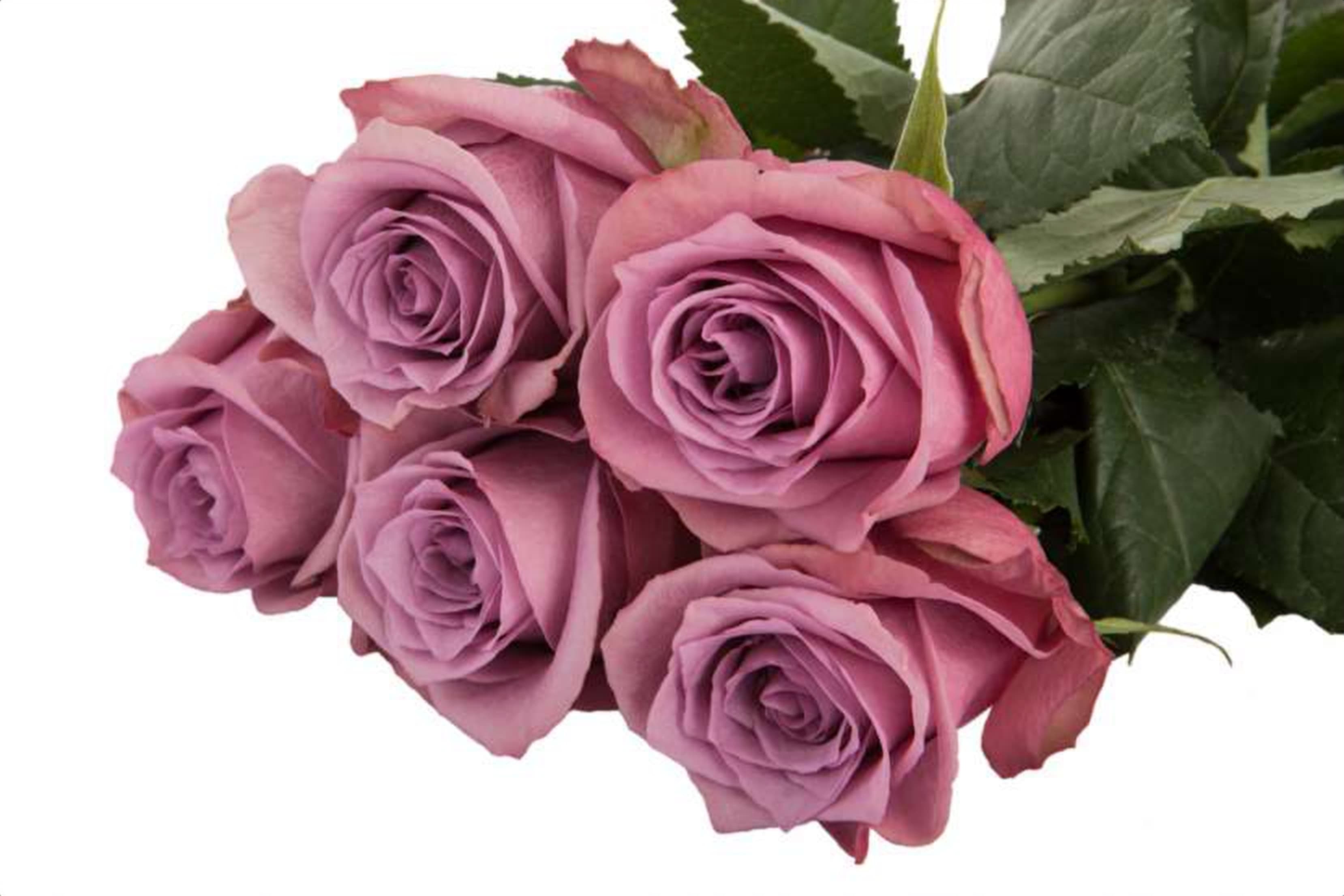 New Orleans, a purple single-head rose grown in Kenya for wholesale export