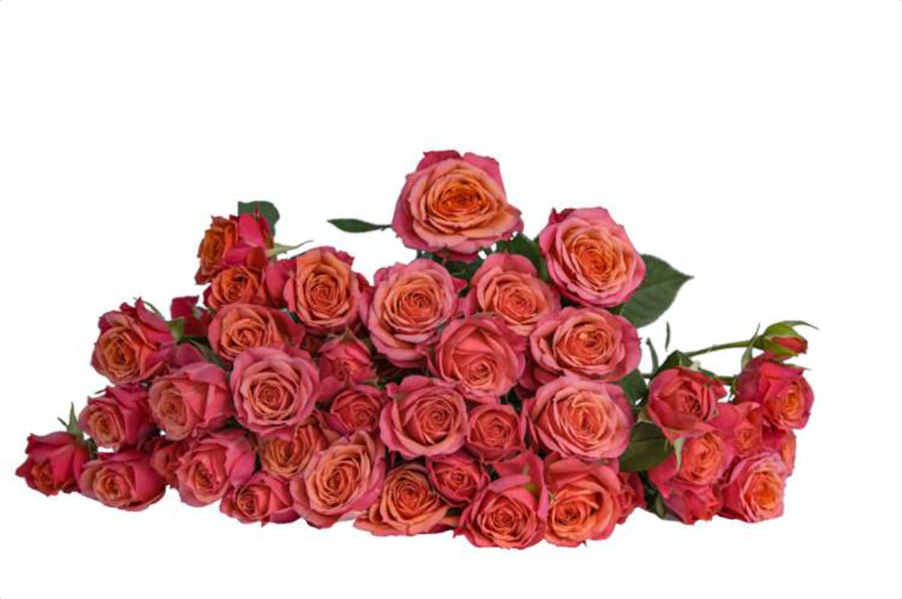 Newstar, a pink spray rose grown in Kenya for wholesale export