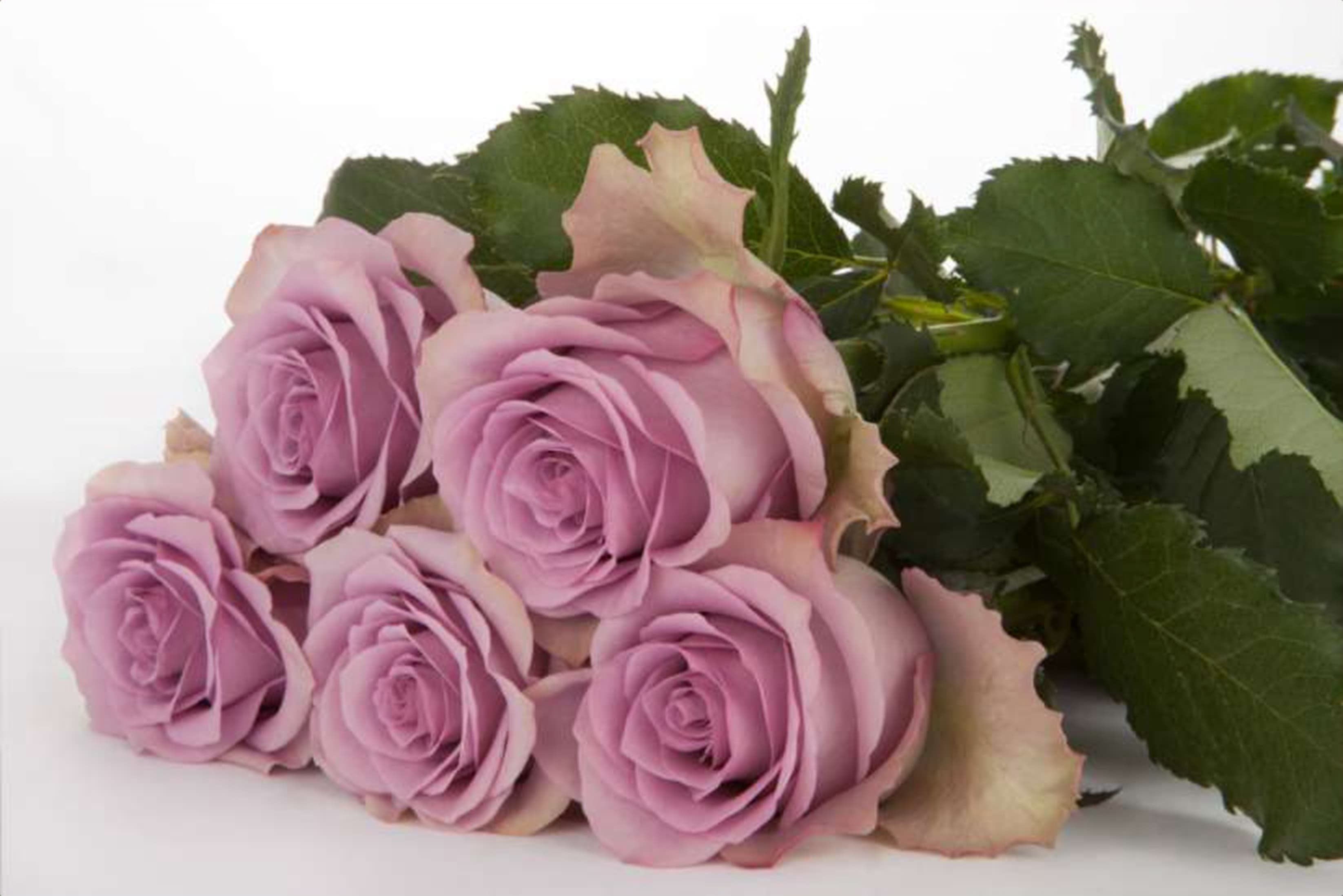 Nightingale, a lilac single-head rose grown in Kenya for wholesale export