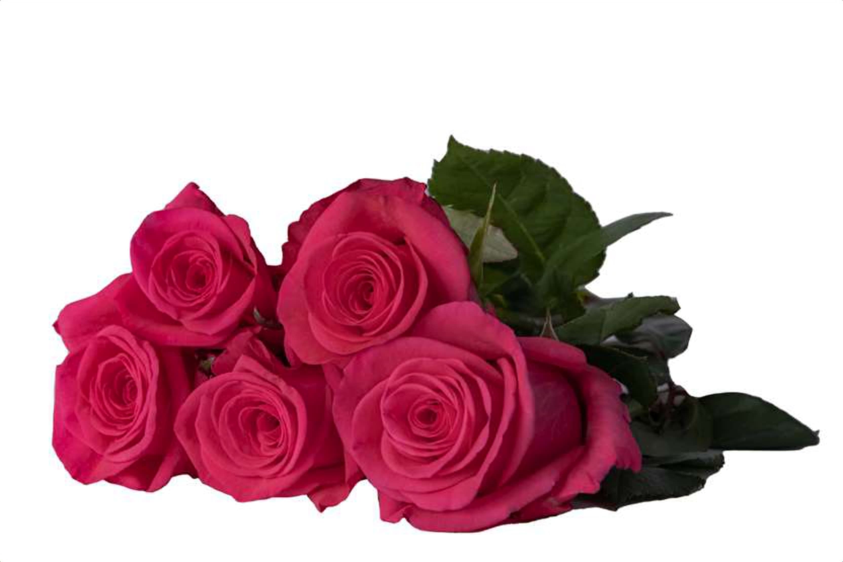 Oblica, a cerise single-head rose grown in Kenya for wholesale export