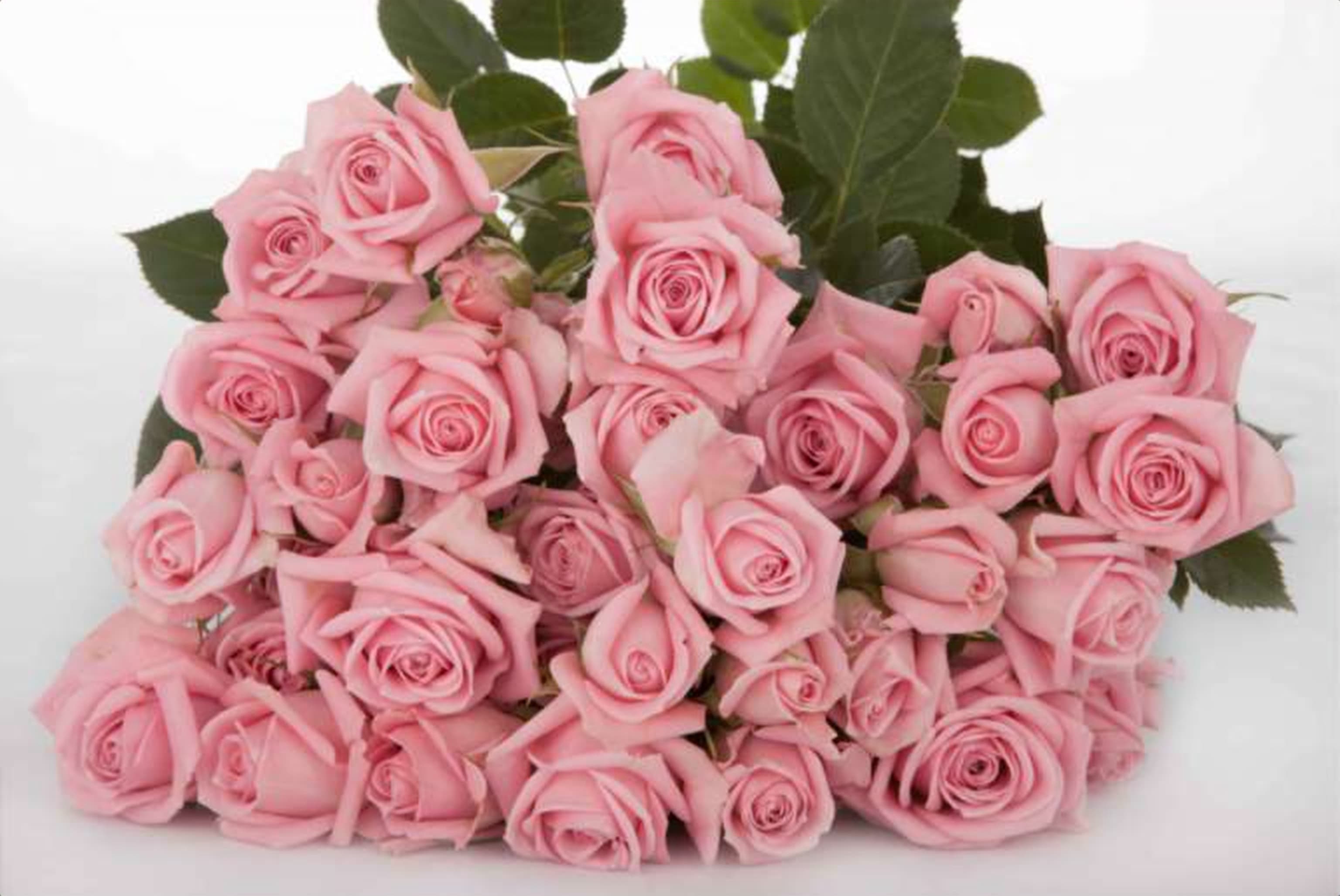 Odilia, a baby pink spray rose grown in Kenya for wholesale export