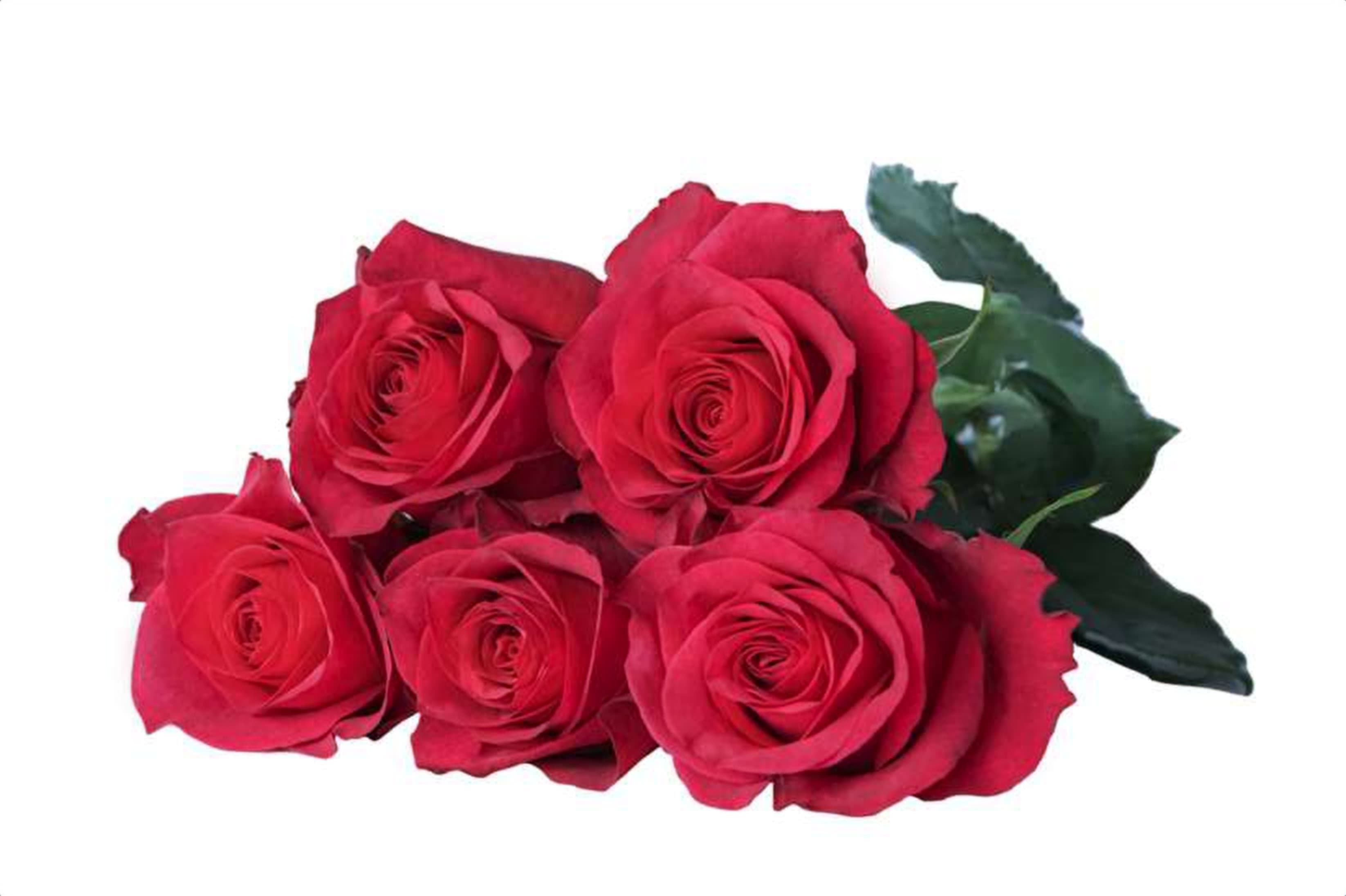 Online, a cerise single-head rose grown in Kenya for wholesale export