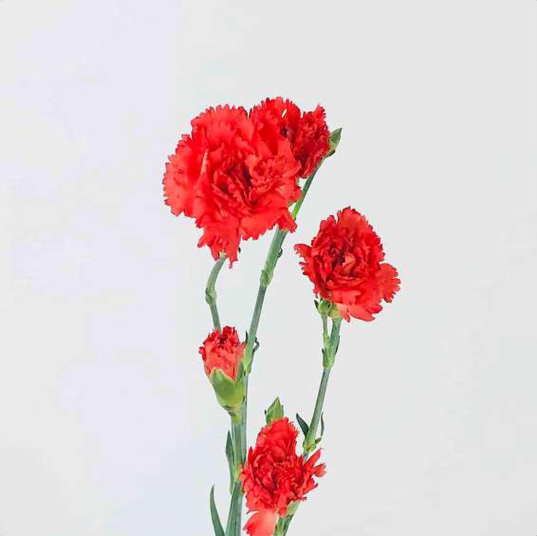 Orange Spray Carnation, a orange spray carnation grown in Kenya for wholesale export