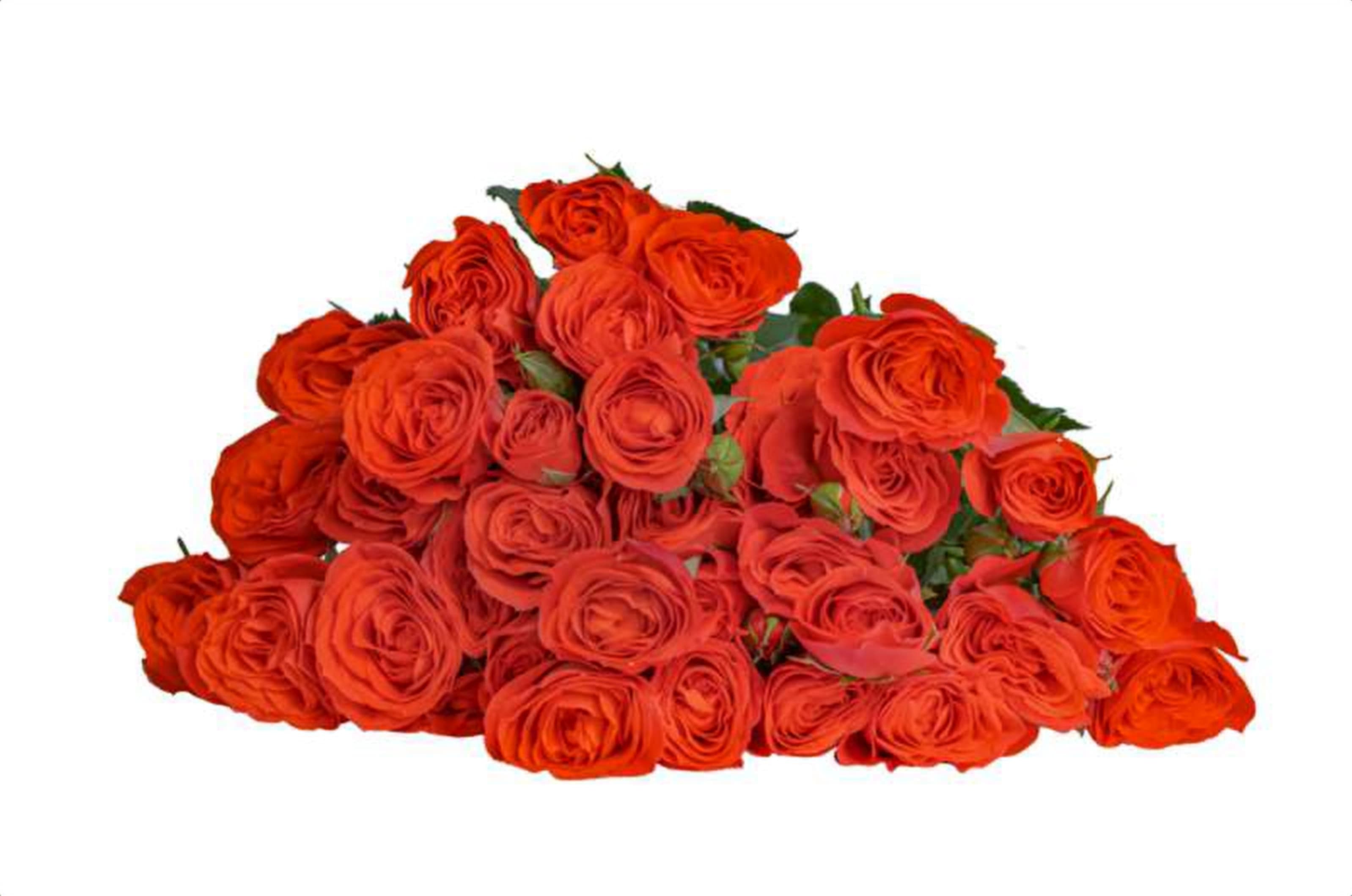 Orange, a orange spray rose grown in Kenya for wholesale export