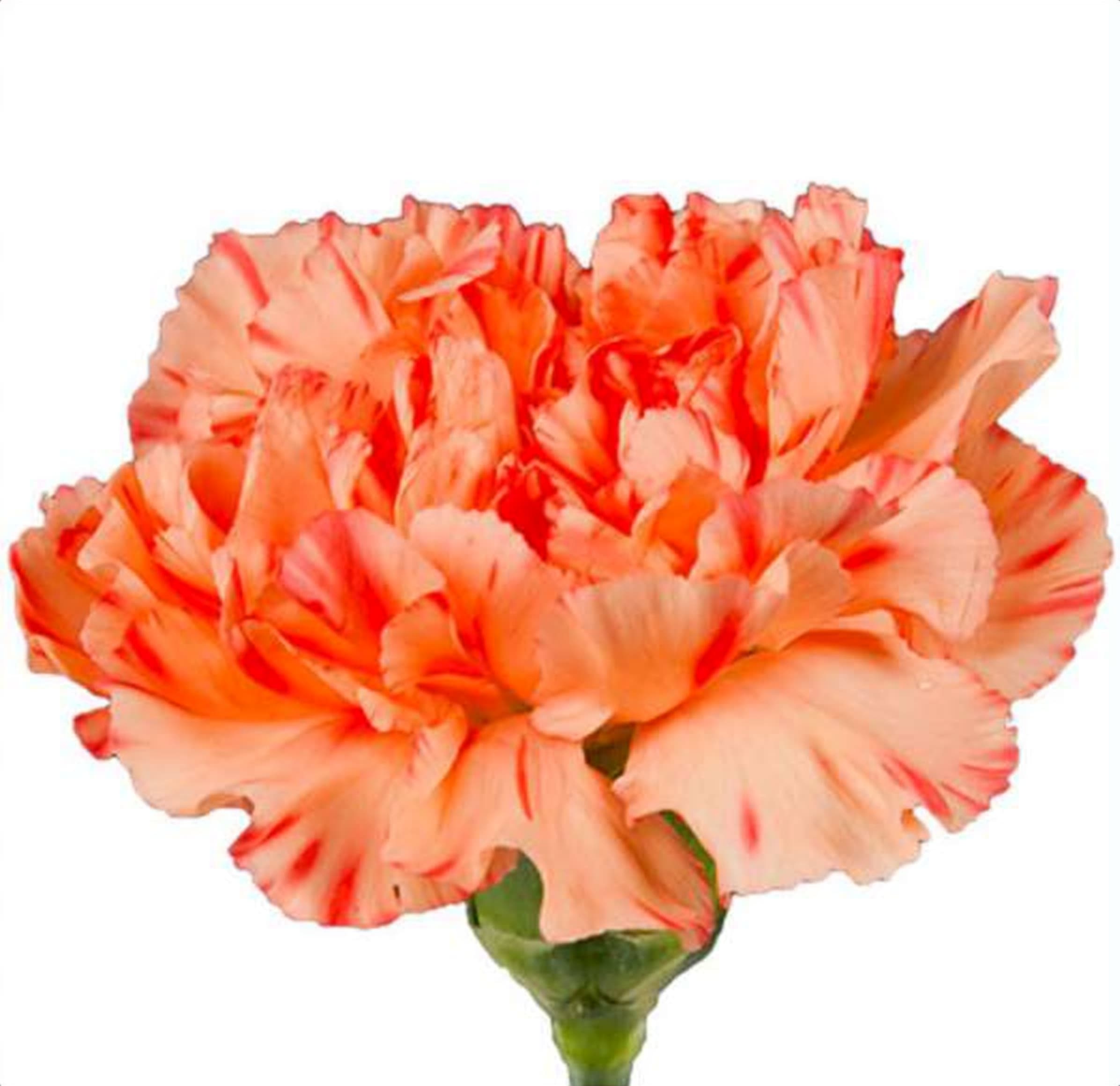Orange Std Carnation, a orange standard carnation grown in Kenya for wholesale export