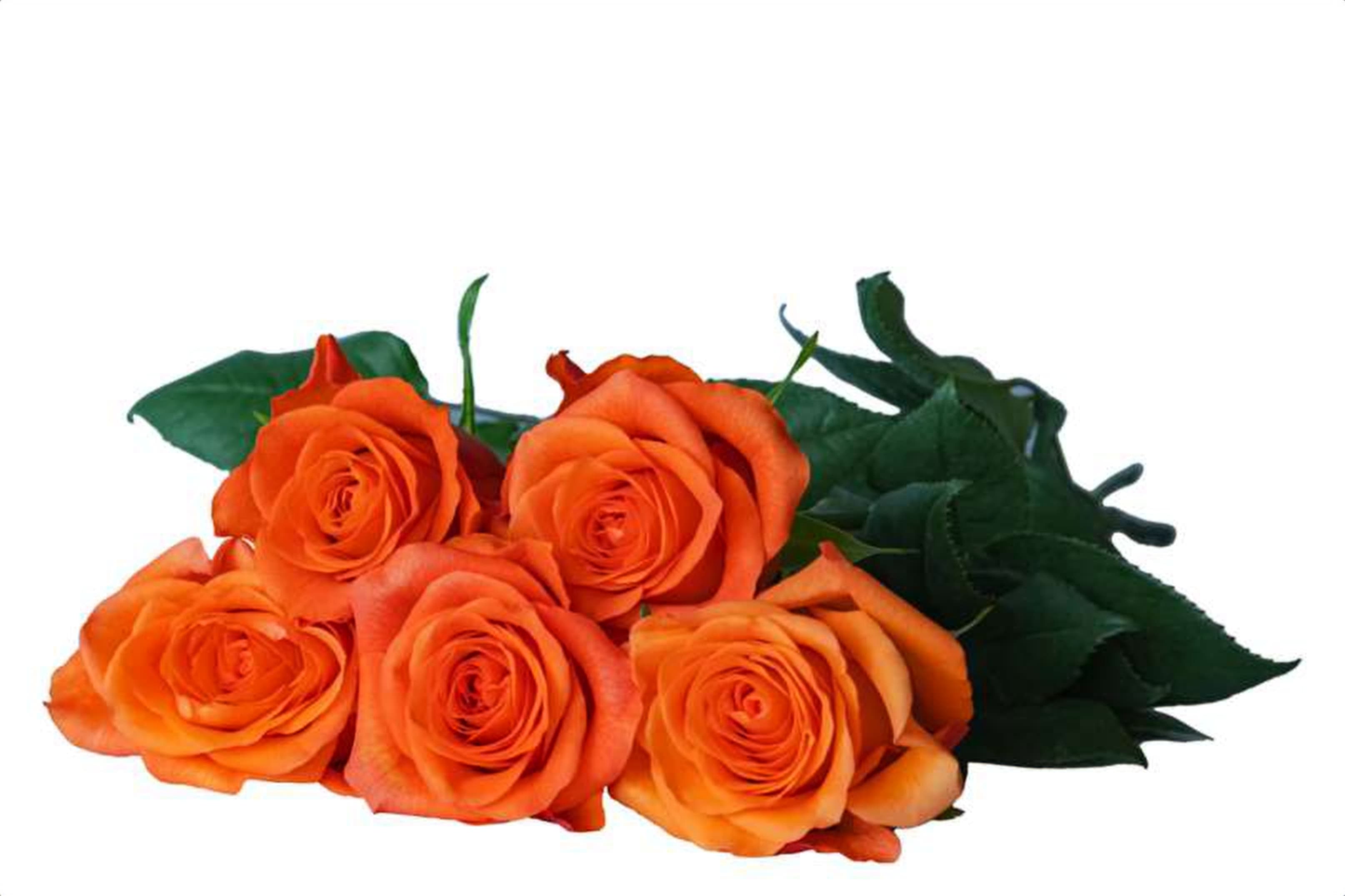 Orange Wave, a orange single-head rose grown in Kenya for wholesale export