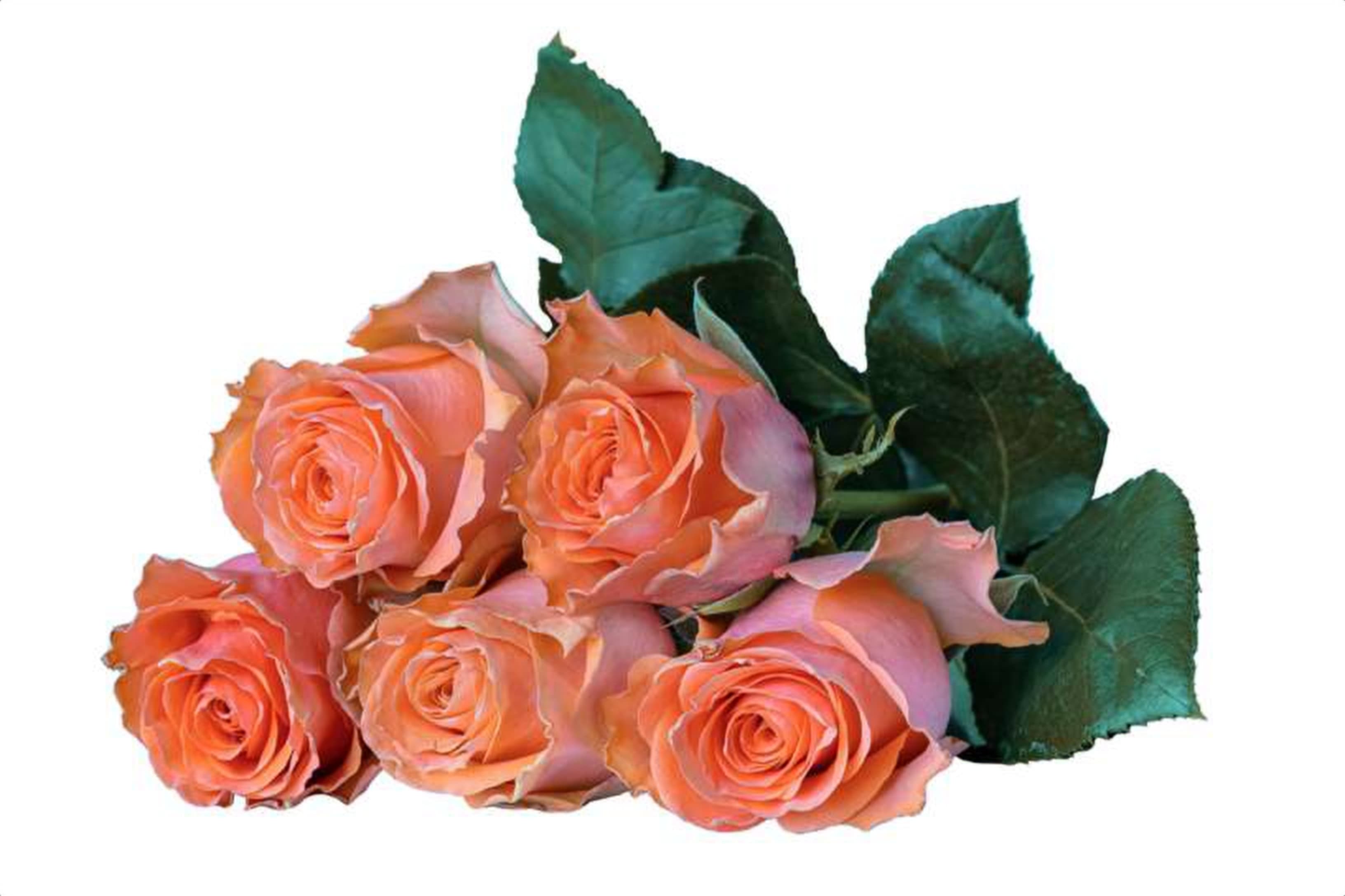 Papaya, a orange single-head rose grown in Kenya for wholesale export