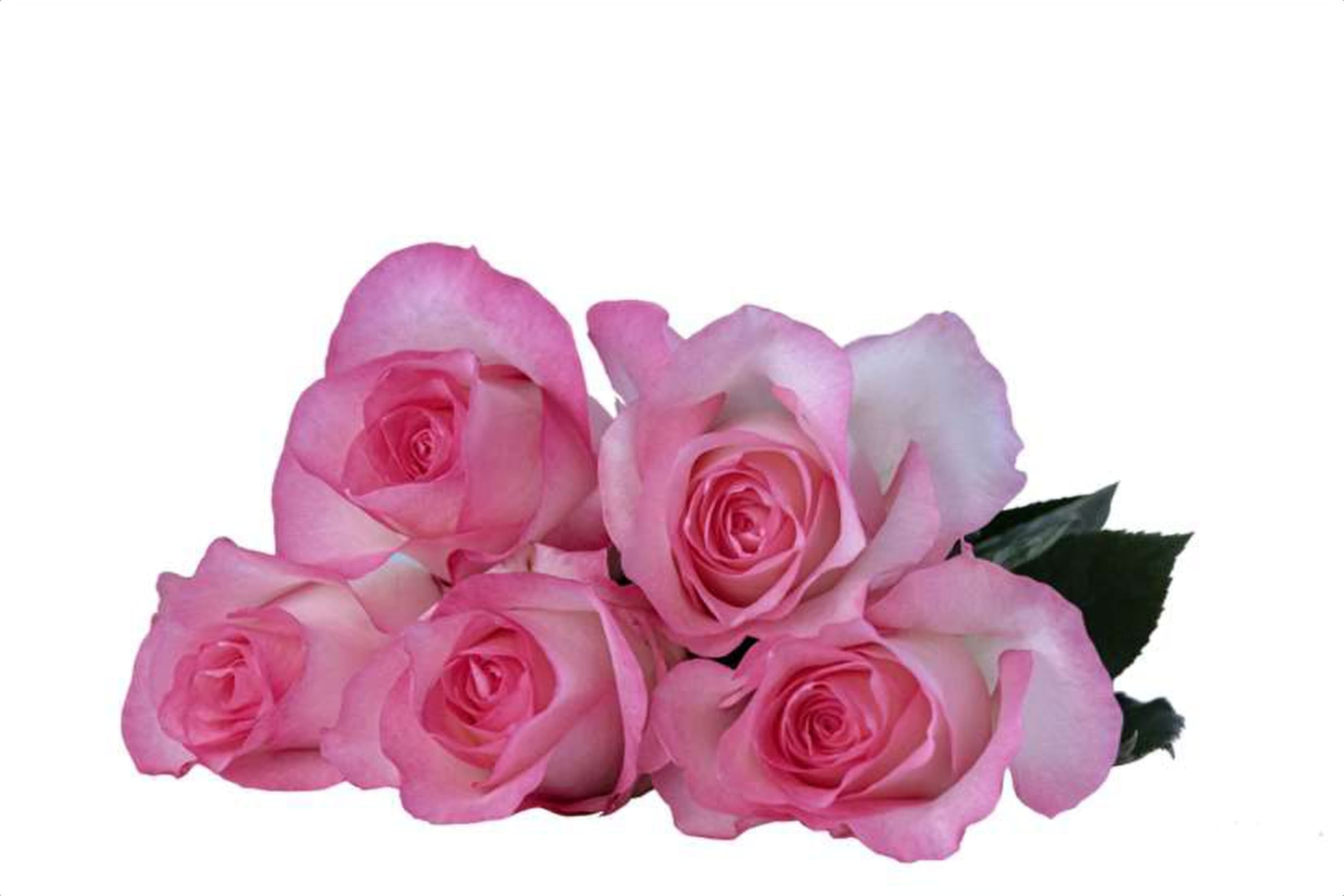 Payal, a bi color pink single-head rose grown in Kenya for wholesale export