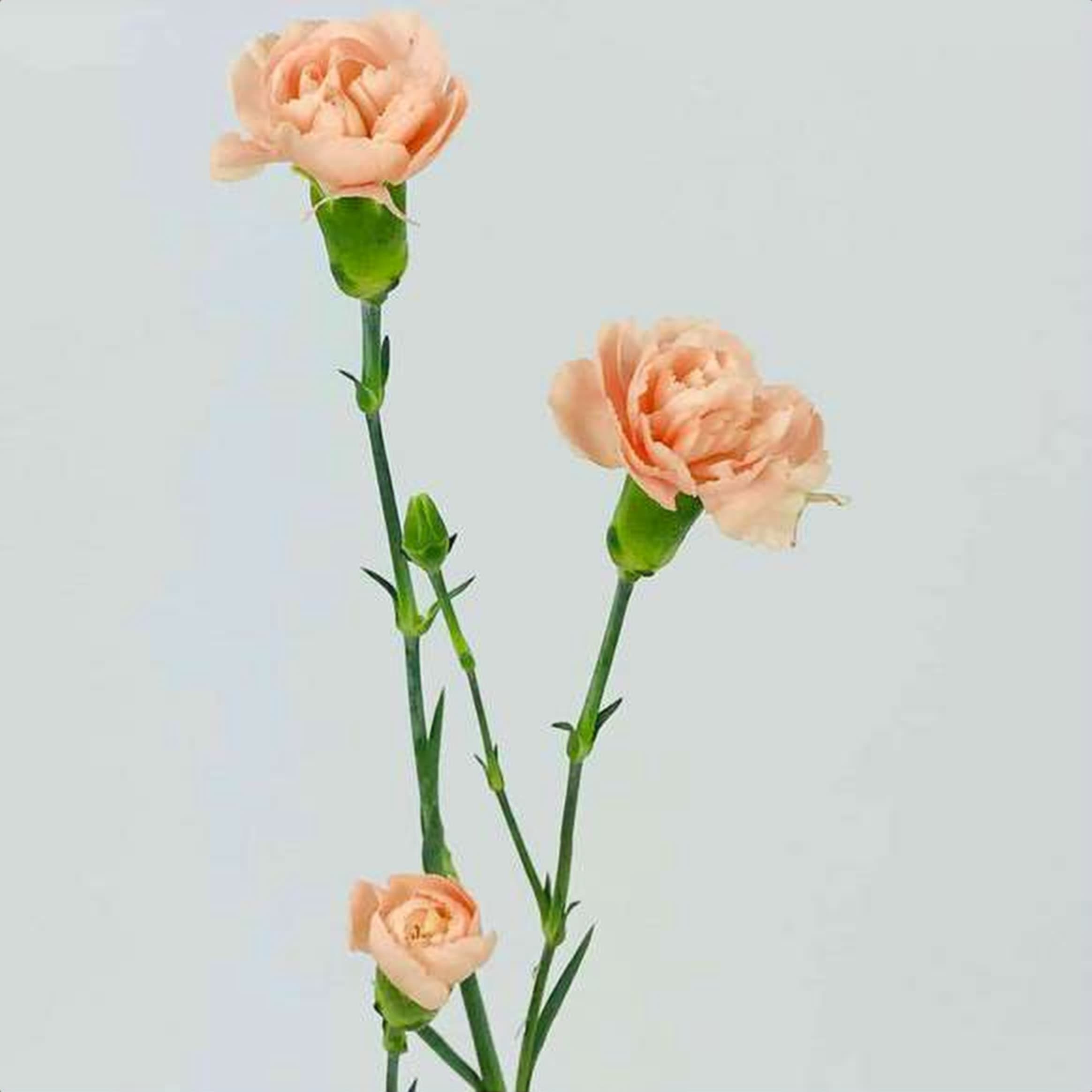 Peach Spray Carnation, a peach spray carnation grown in Kenya for wholesale export