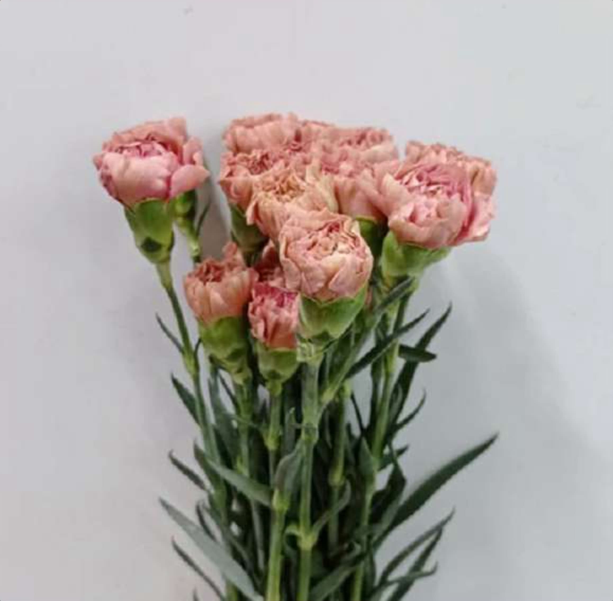 Peach Std Carnation, a peach standard carnation grown in Kenya for wholesale export