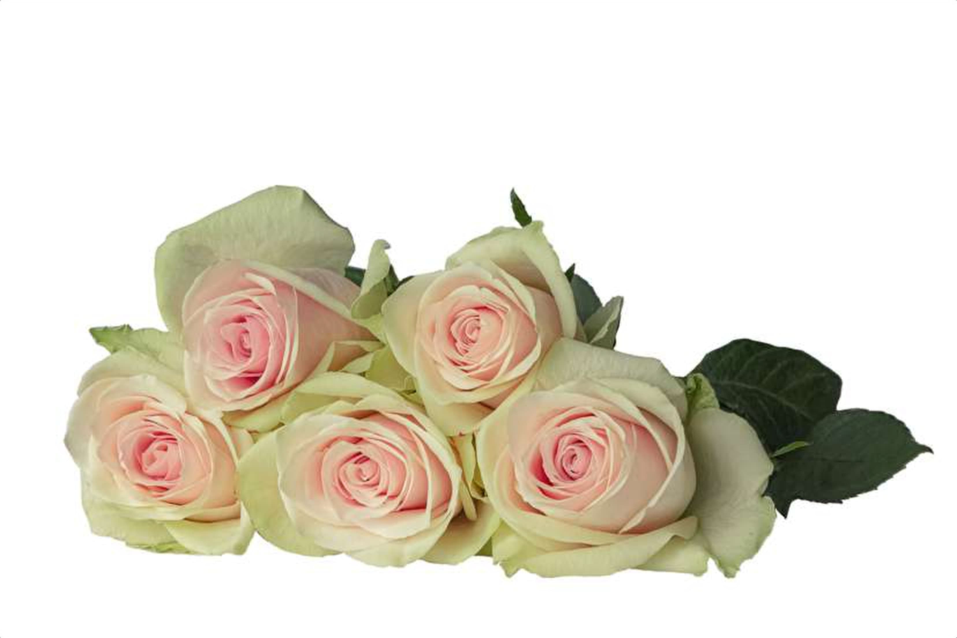 Pink Athena, a pink single-head rose grown in Kenya for wholesale export