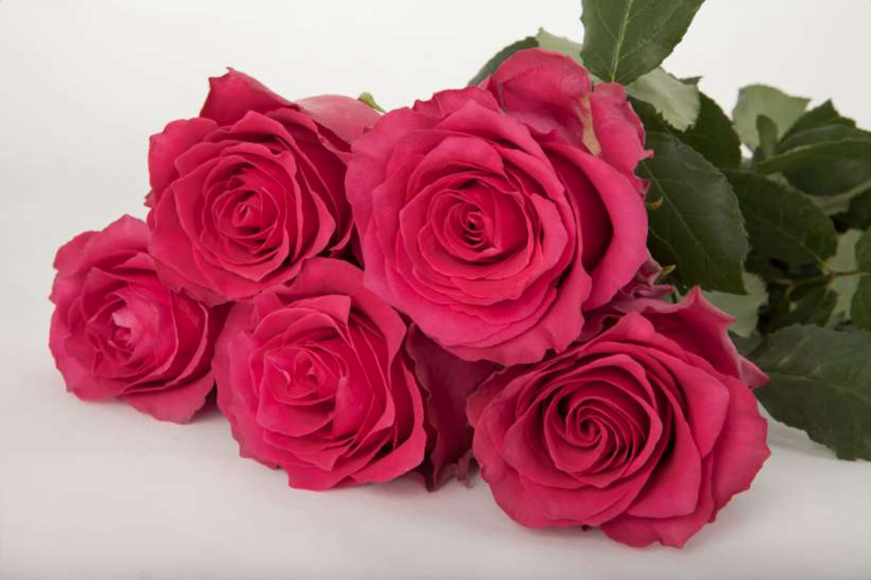 Pink Rhodos, a pink single-head rose grown in Kenya for wholesale export
