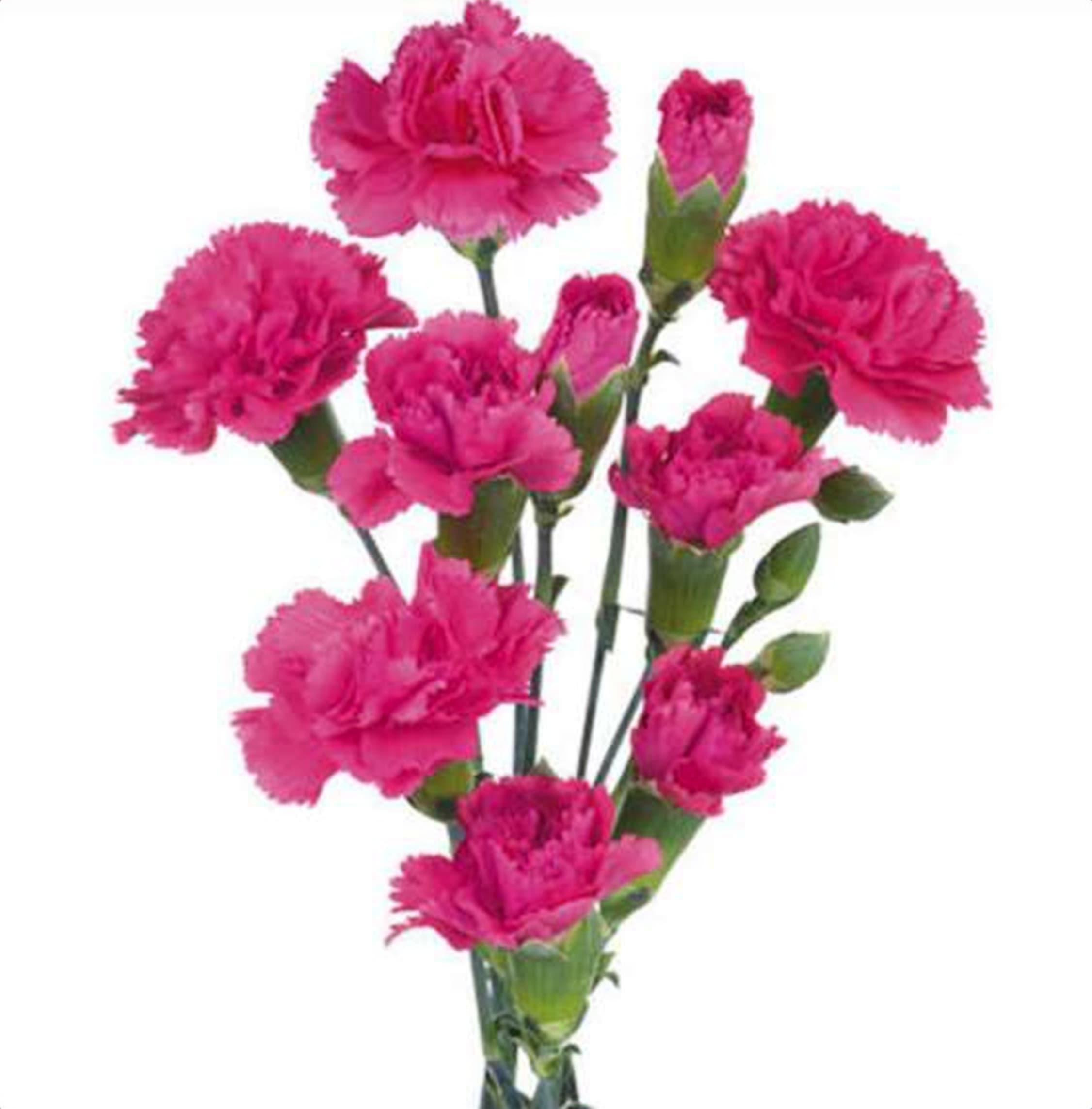 Pink Spray Carnation, a pink spray carnation grown in Kenya for wholesale export