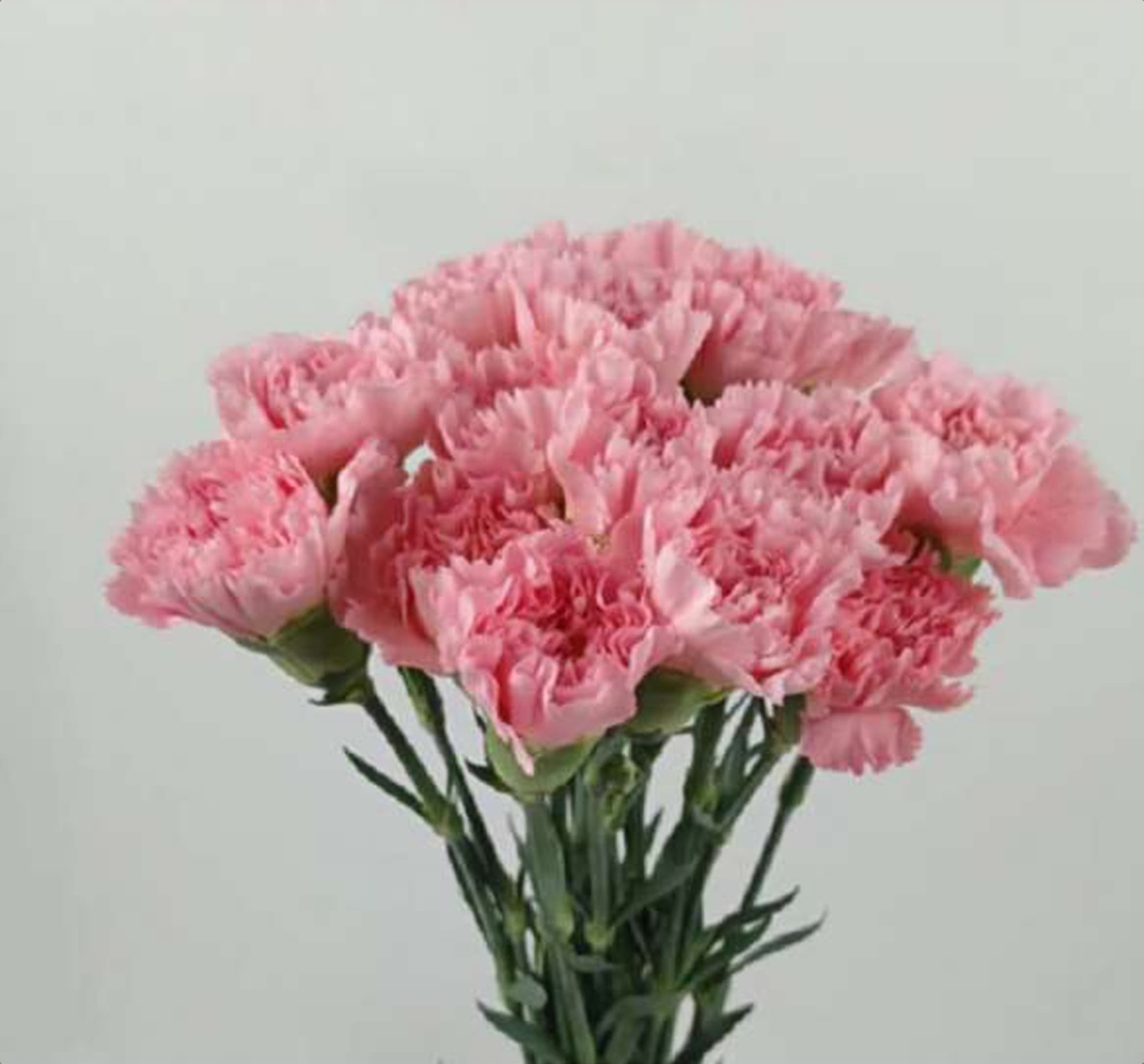 Pink Std Carnation, a pink standard carnation grown in Kenya for wholesale export