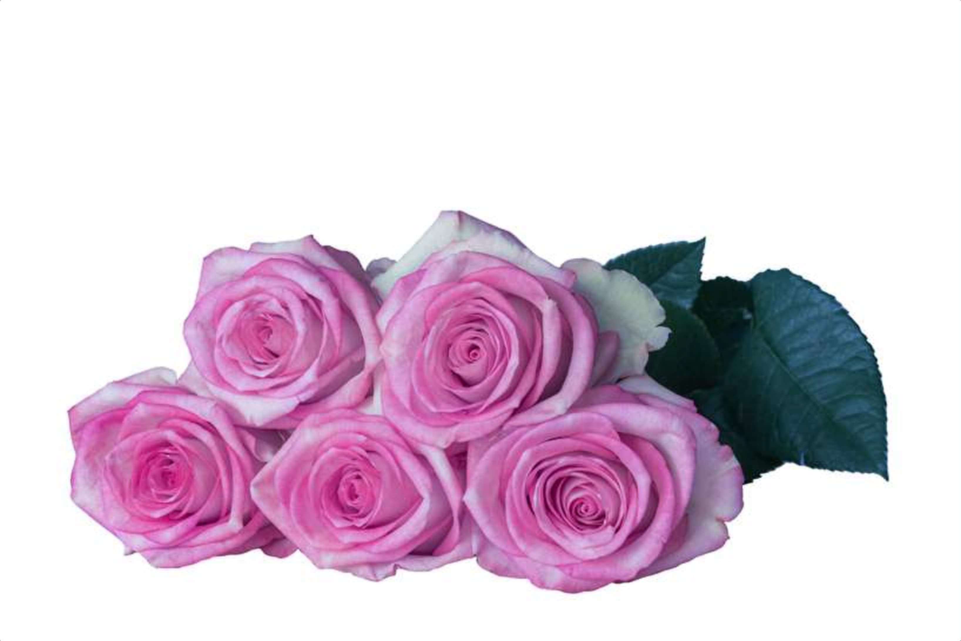Pink Swirl, a bi color lilac single-head rose grown in Kenya for wholesale export