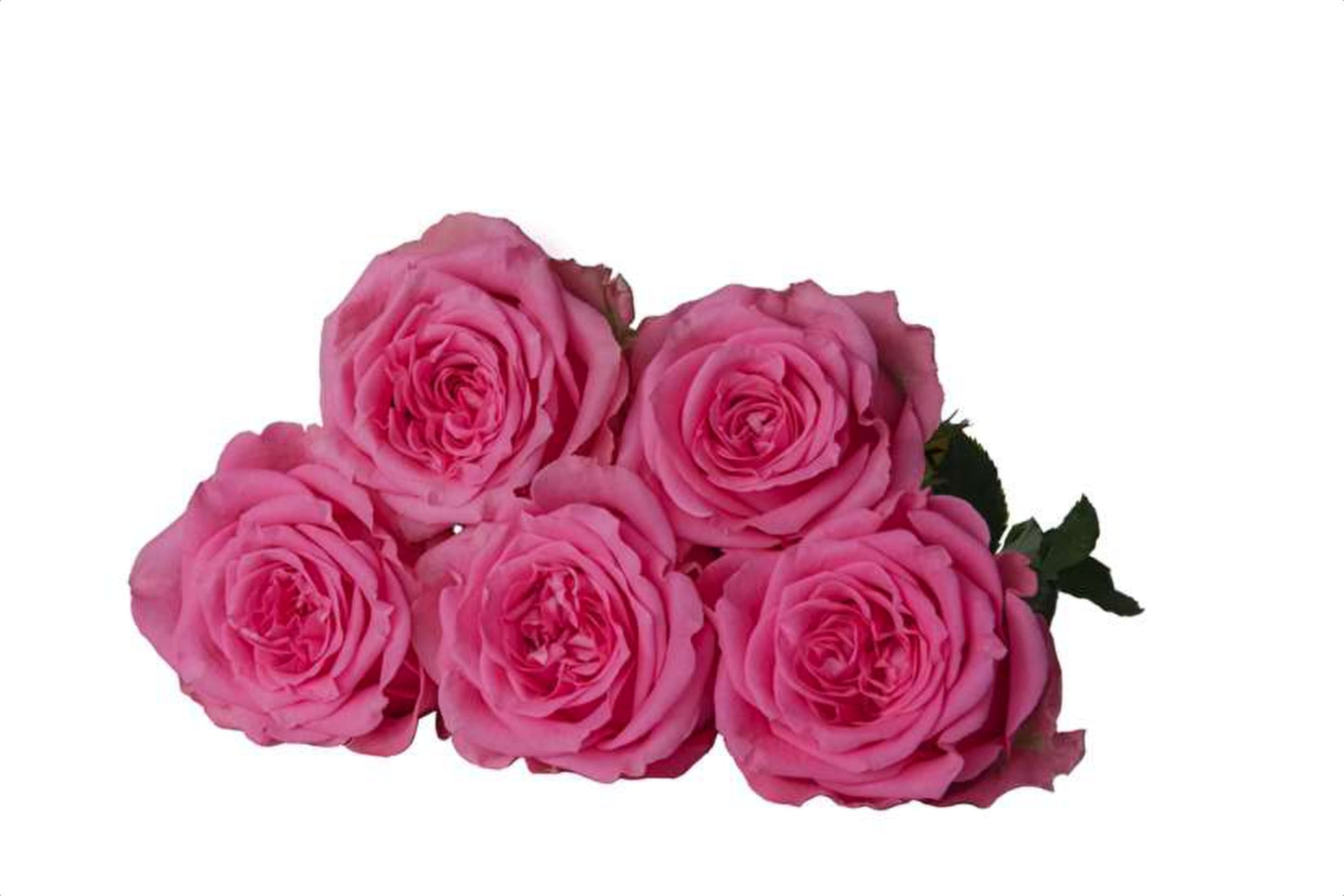 Pink Tango, a pink single-head rose grown in Kenya for wholesale export