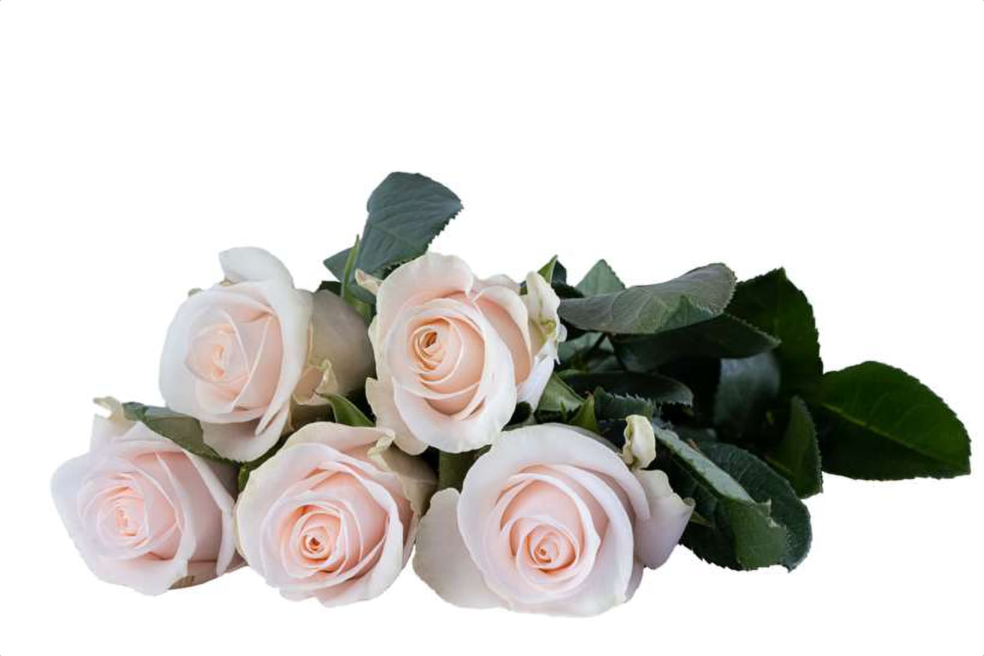 Pomarosa, a baby pink single-head rose grown in Kenya for wholesale export