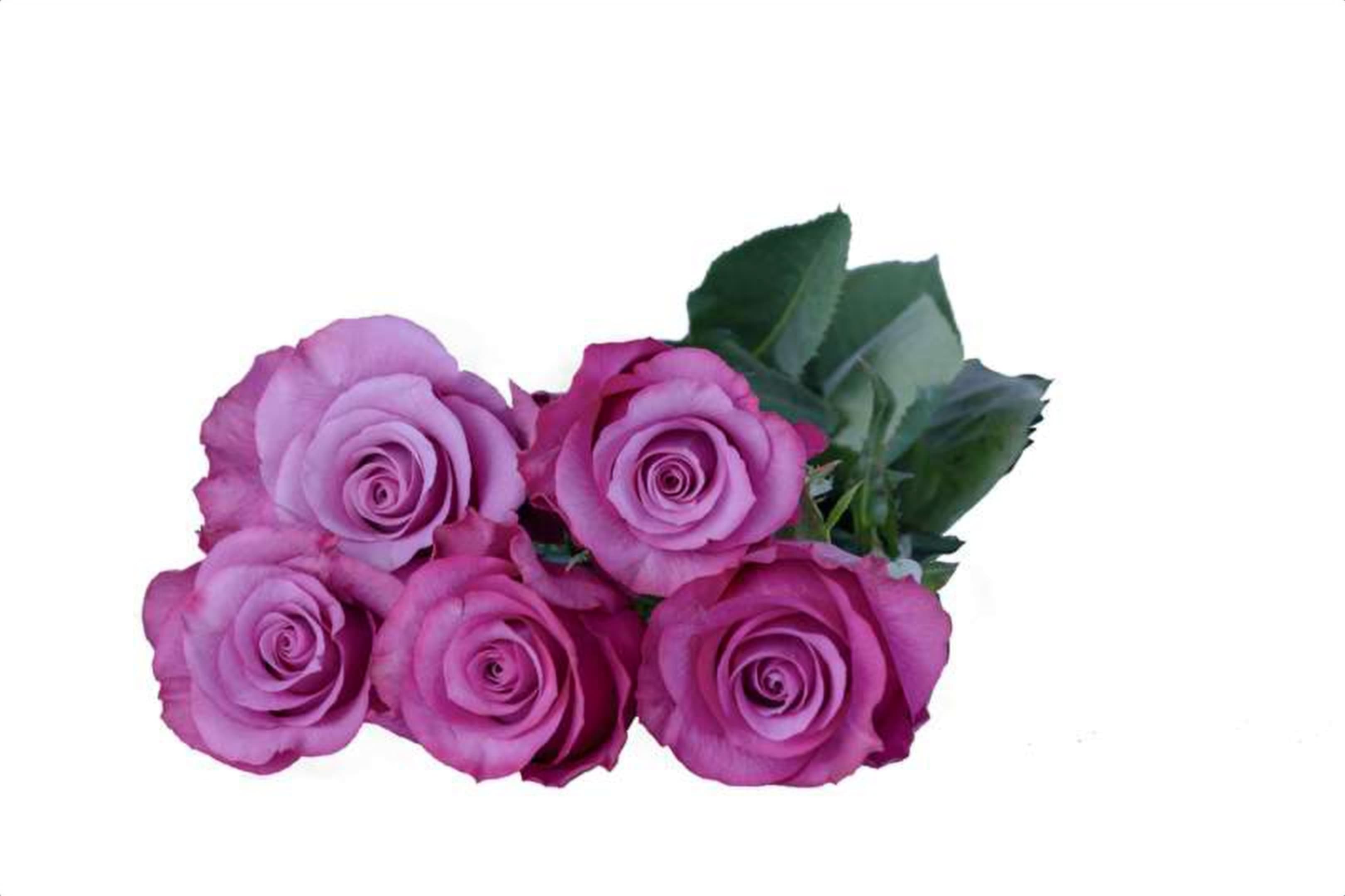 Prince of Persia, a lilac single-head rose grown in Kenya for wholesale export