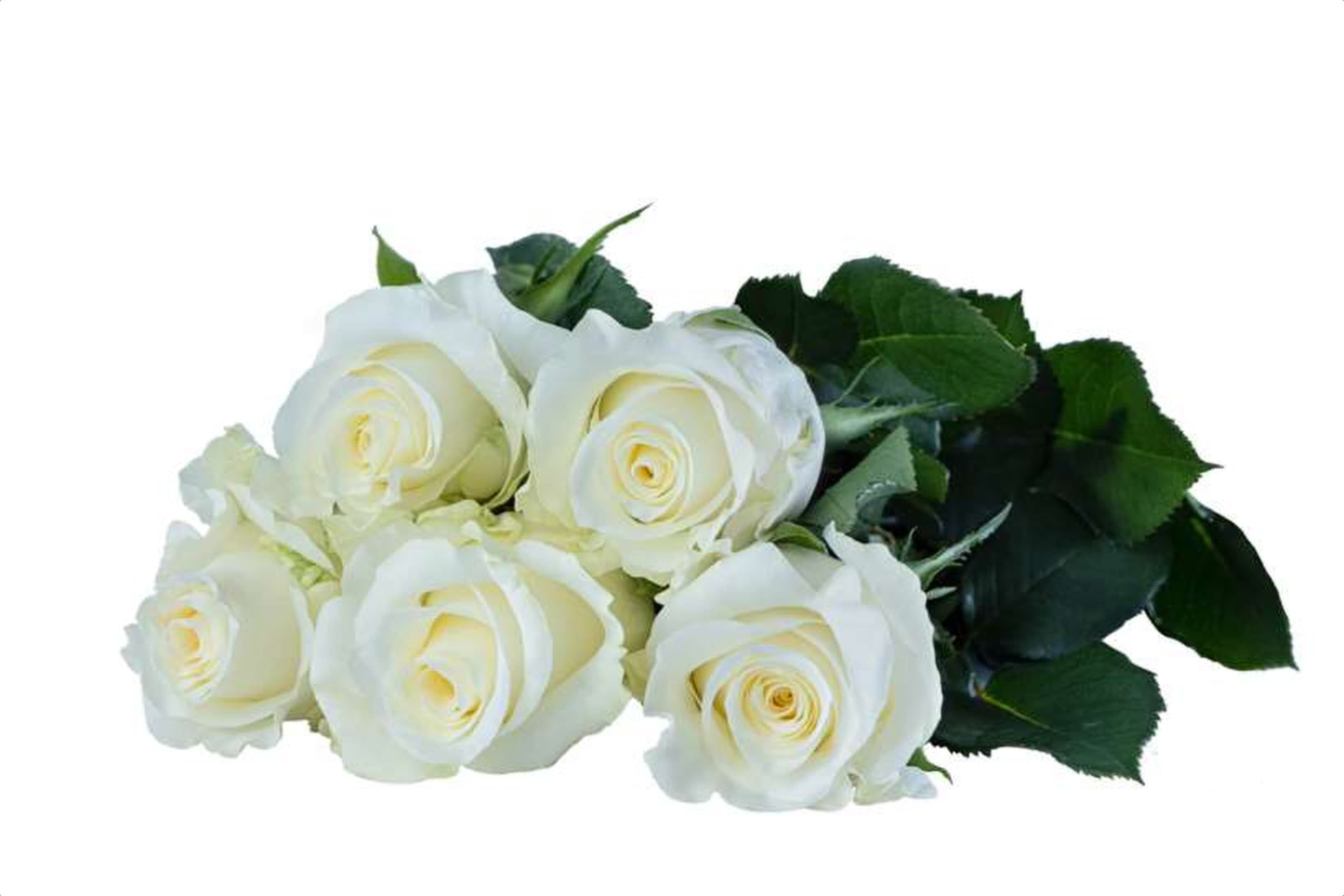 Pristine, a white single-head rose grown in Kenya for wholesale export