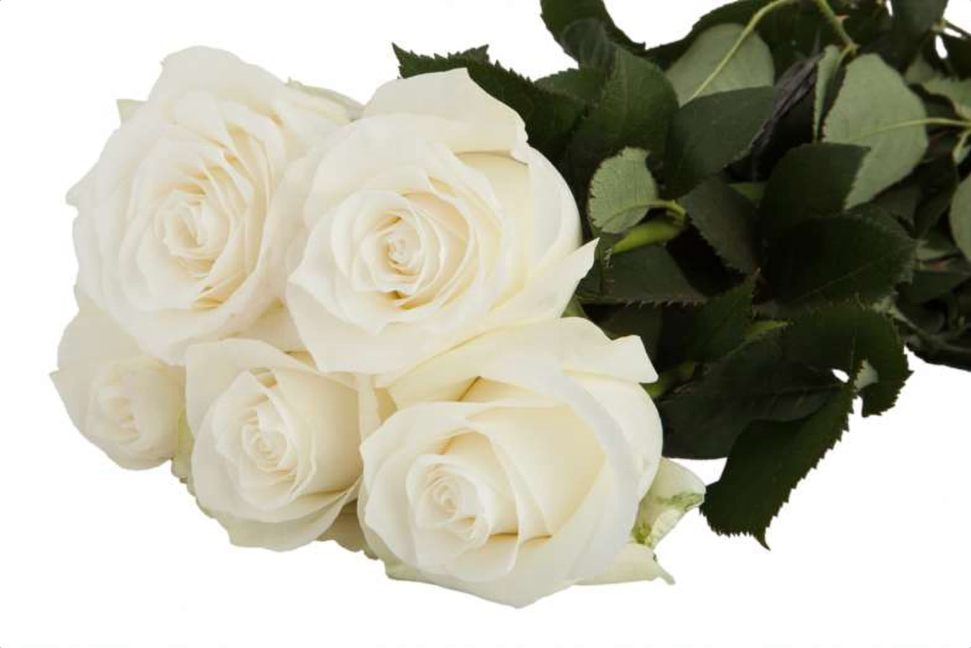 Proud, a white single-head rose grown in Kenya for wholesale export