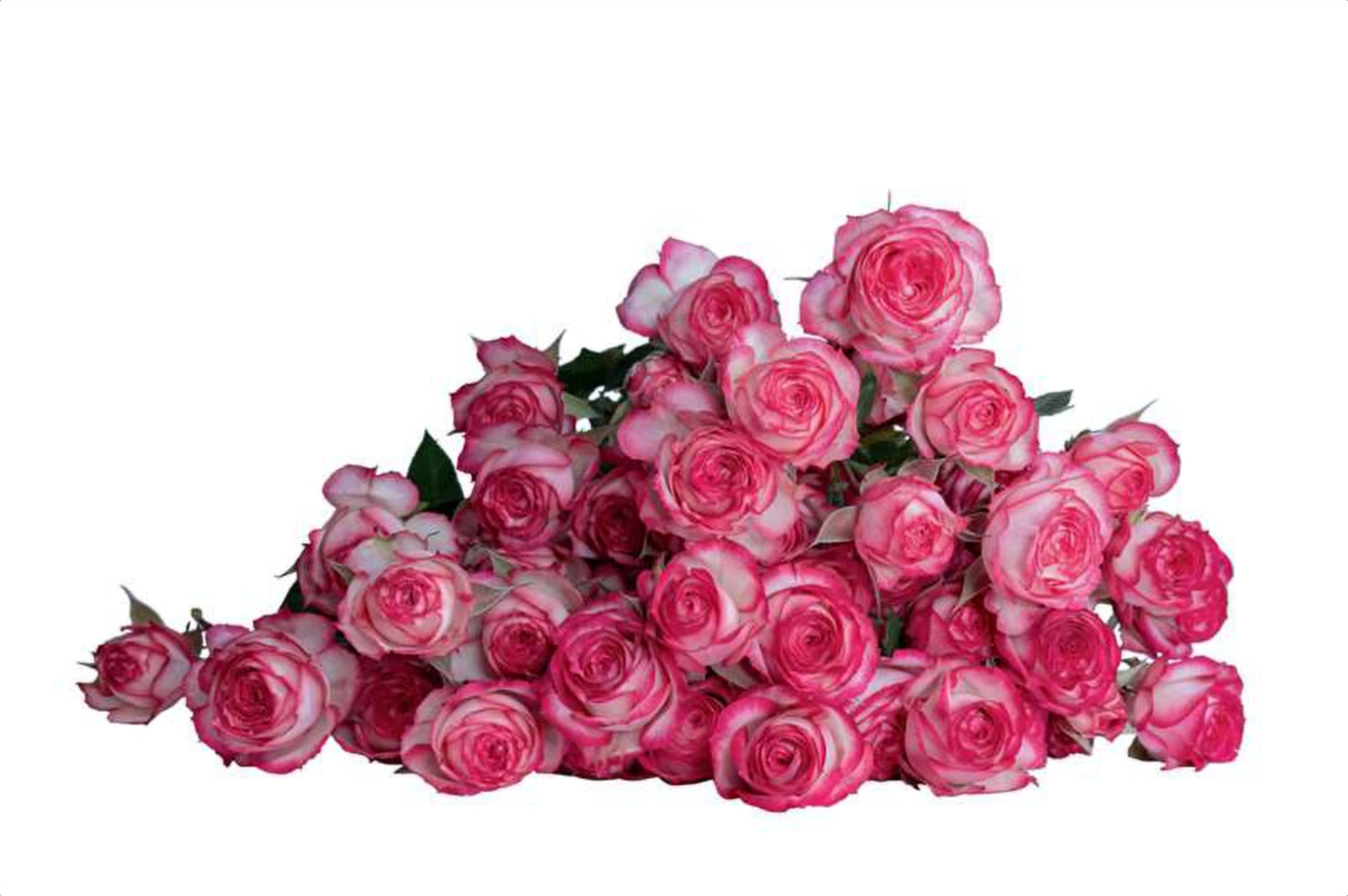 Pryanka, a bi color pink spray rose grown in Kenya for wholesale export