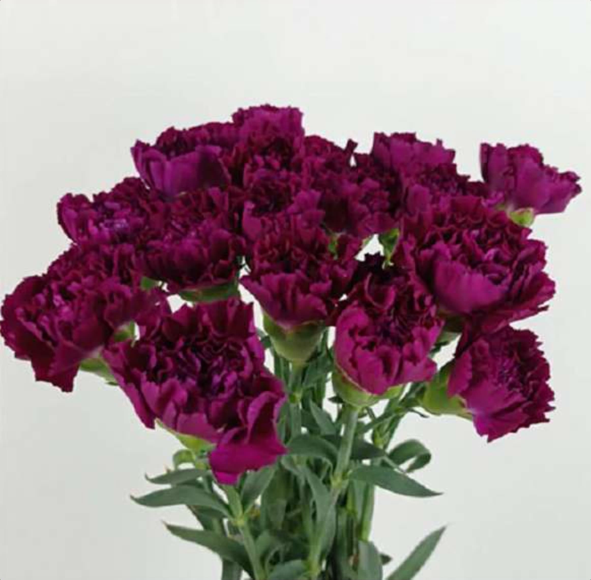 Purple Std Carnation, a purple standard carnation grown in Kenya for wholesale export