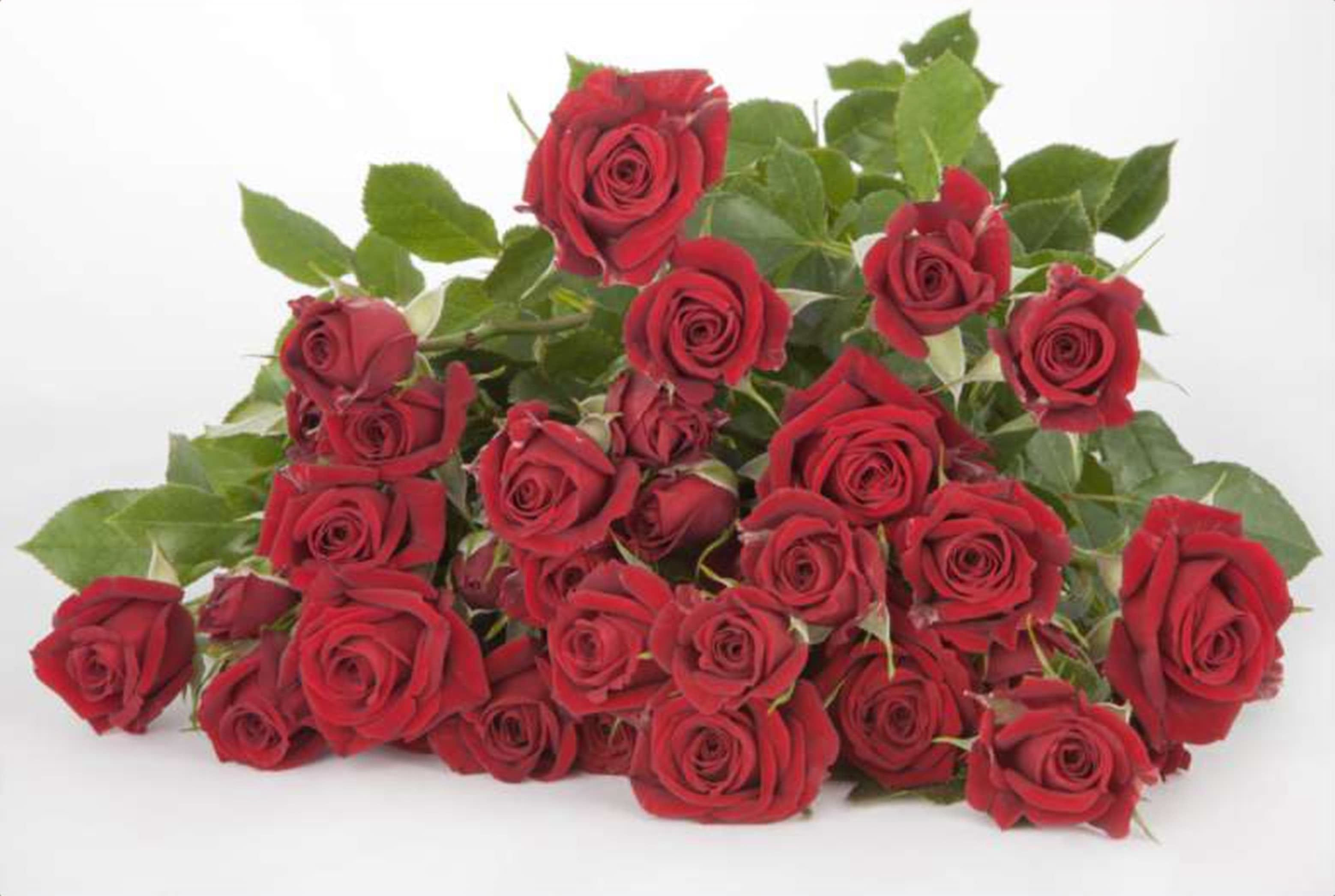 Pushkin, a red spray rose grown in Kenya for wholesale export