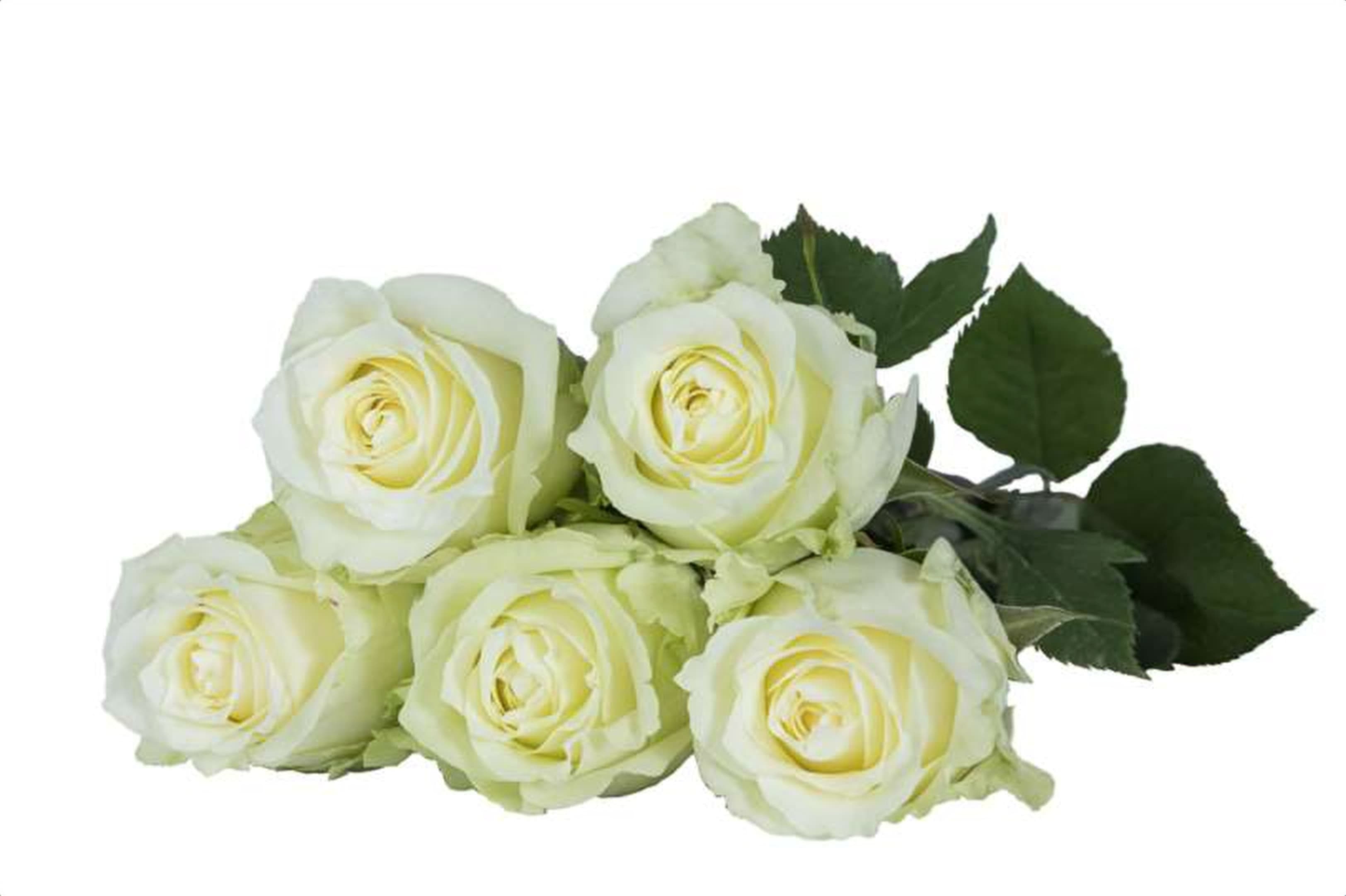 Queen of Africa, a white single-head rose grown in Kenya for wholesale export