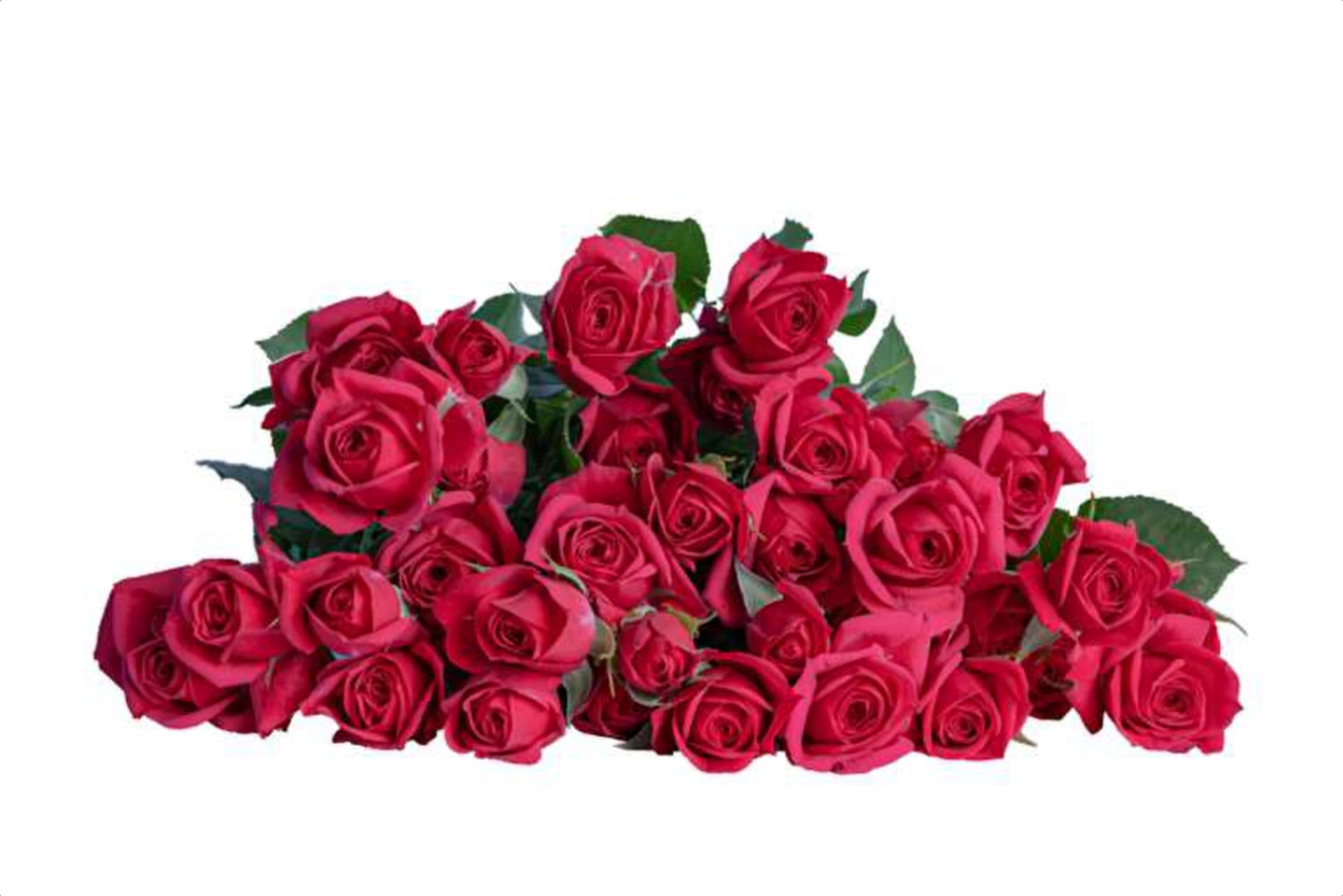Quincy, a cerise spray rose grown in Kenya for wholesale export